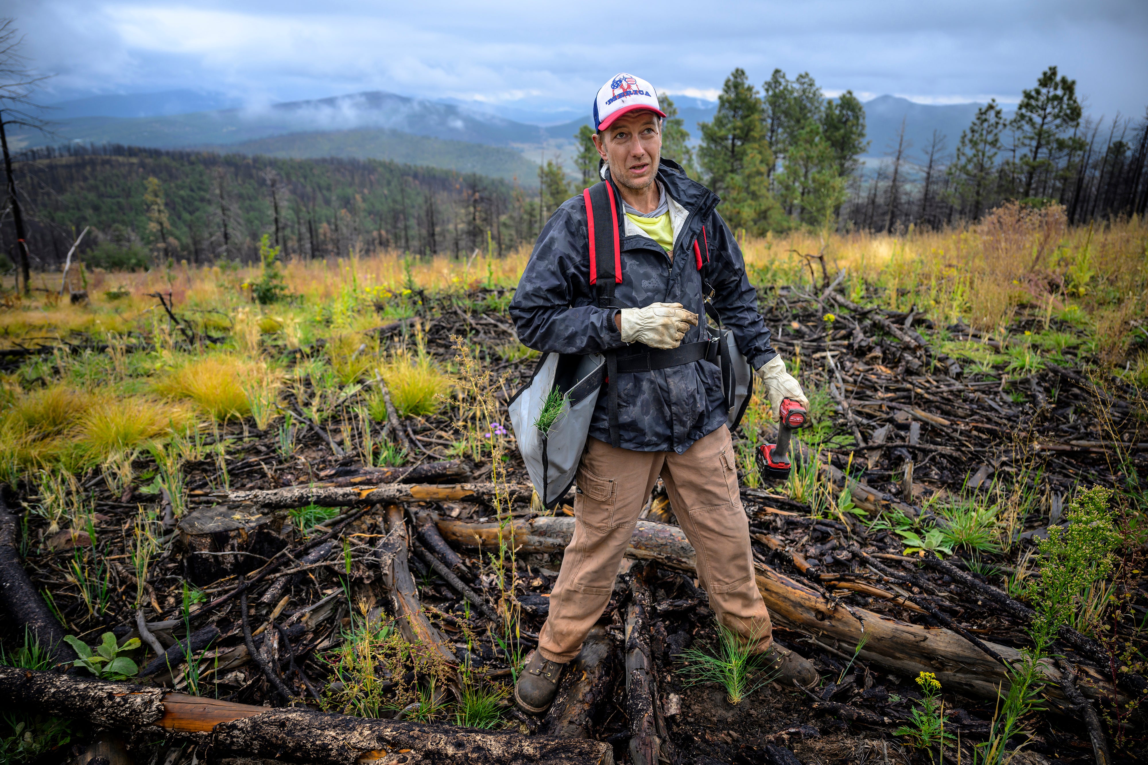 Wildfires Recovery Seedlings