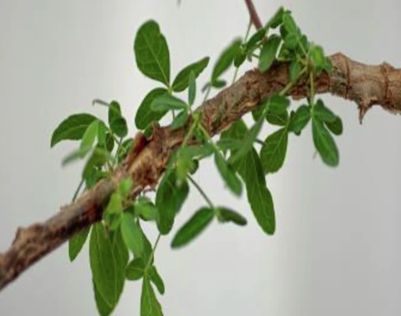 Leaves of ‘Sheba’ tree showing fine hairs