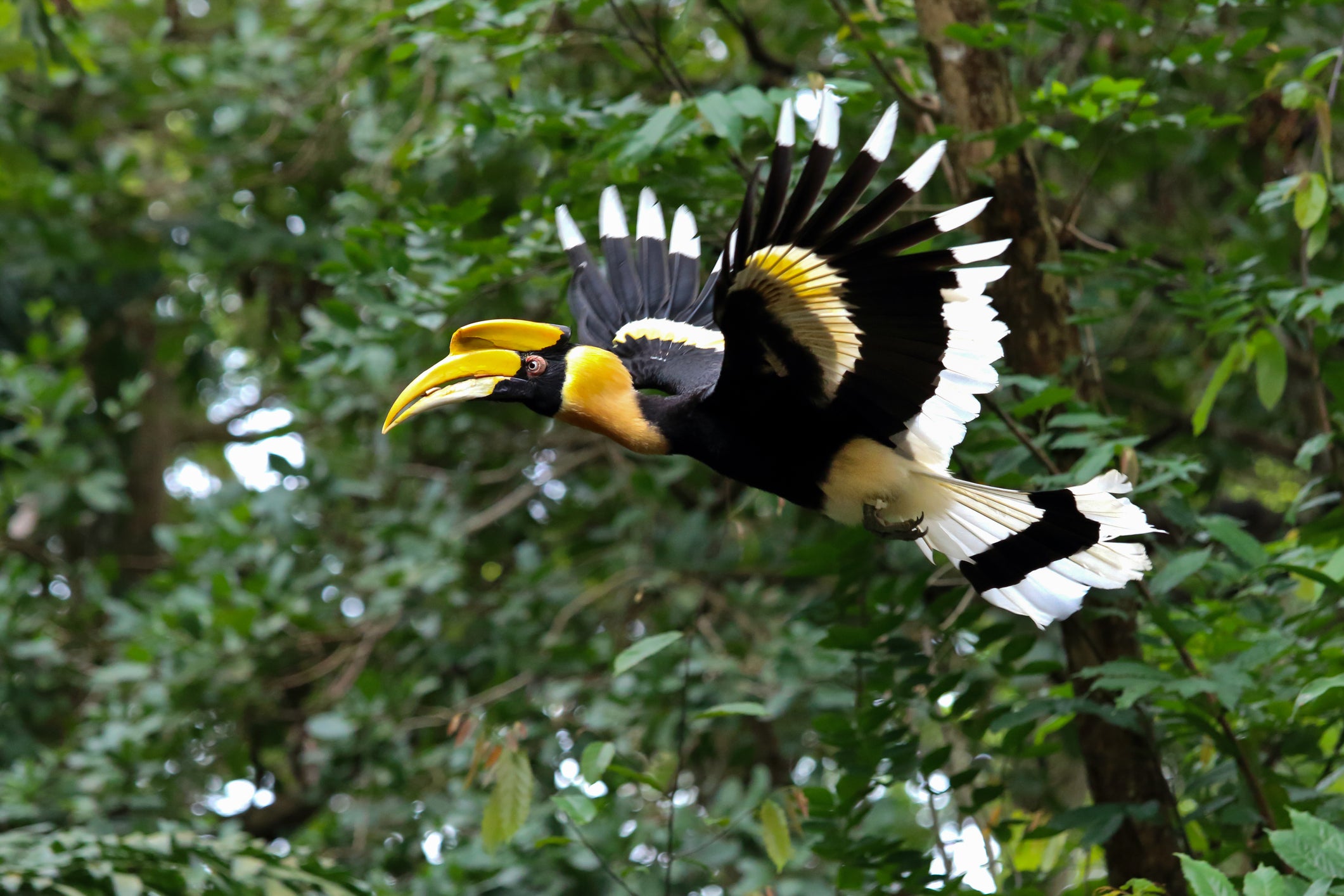 The resplendent great hornbill can be found in Khao Sok National Park