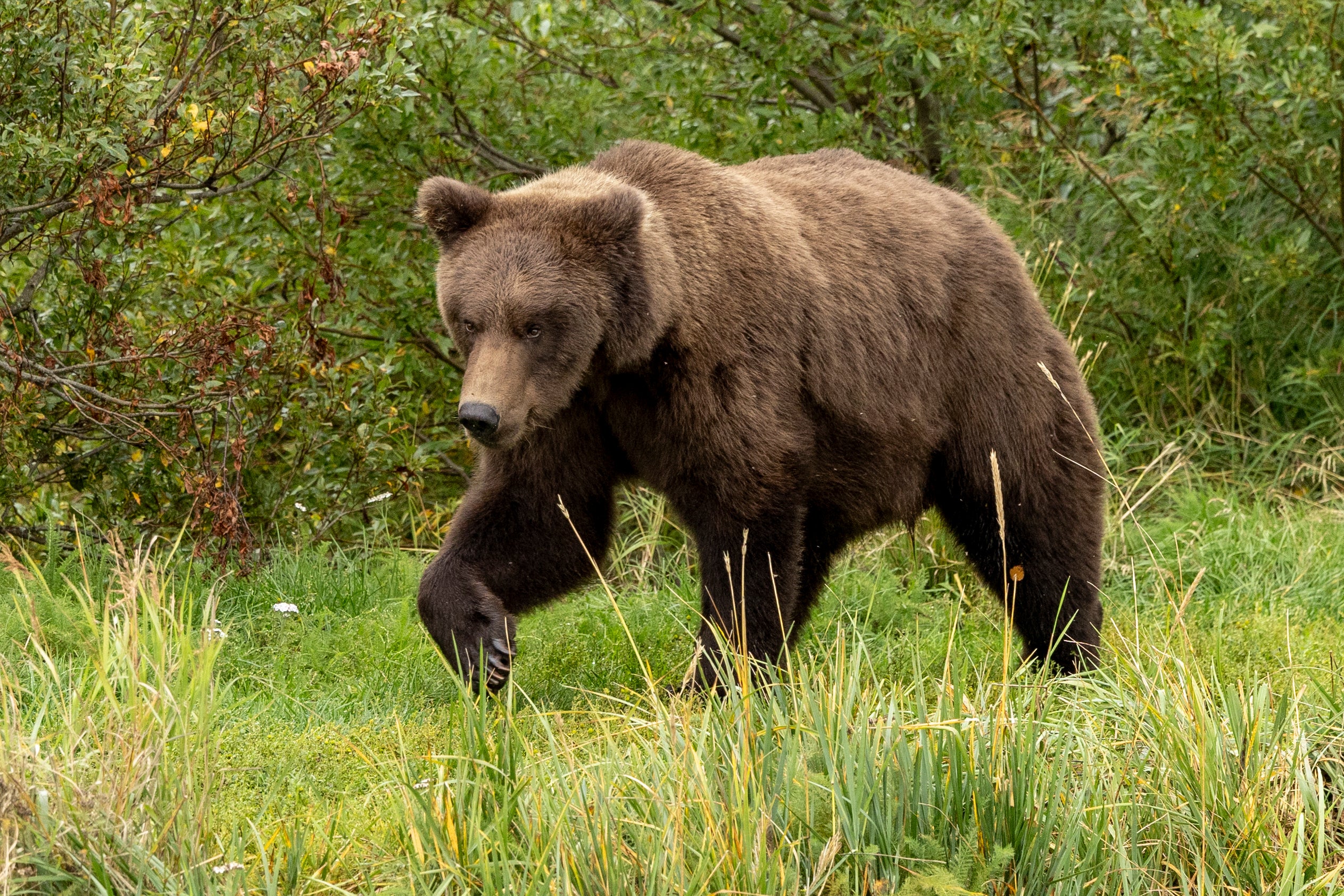 Fat Bear Week