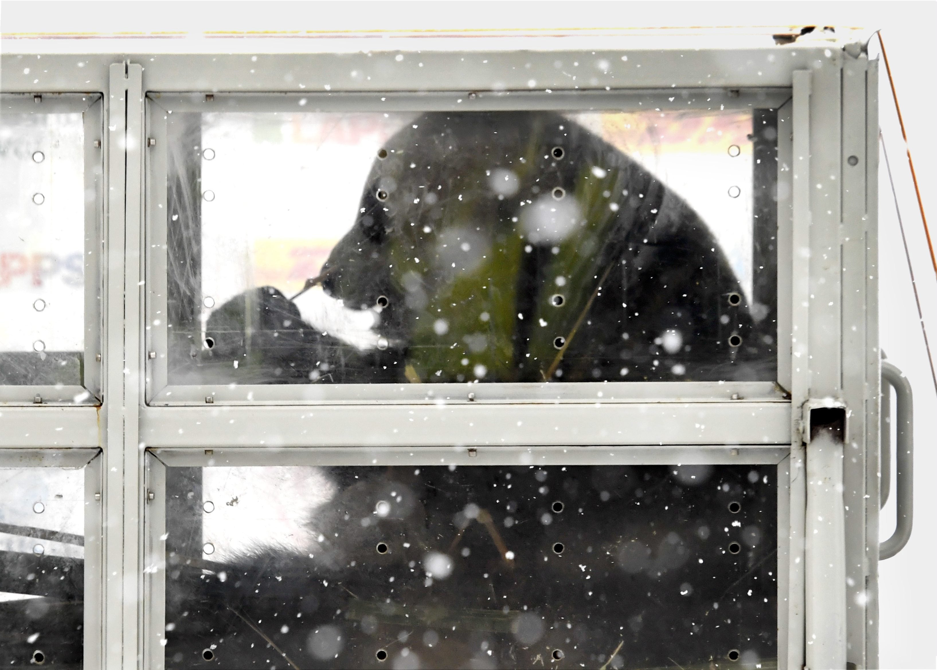 The pandas arrive at the Helsinki airport in Vantaa, Finland on January 18, 2018