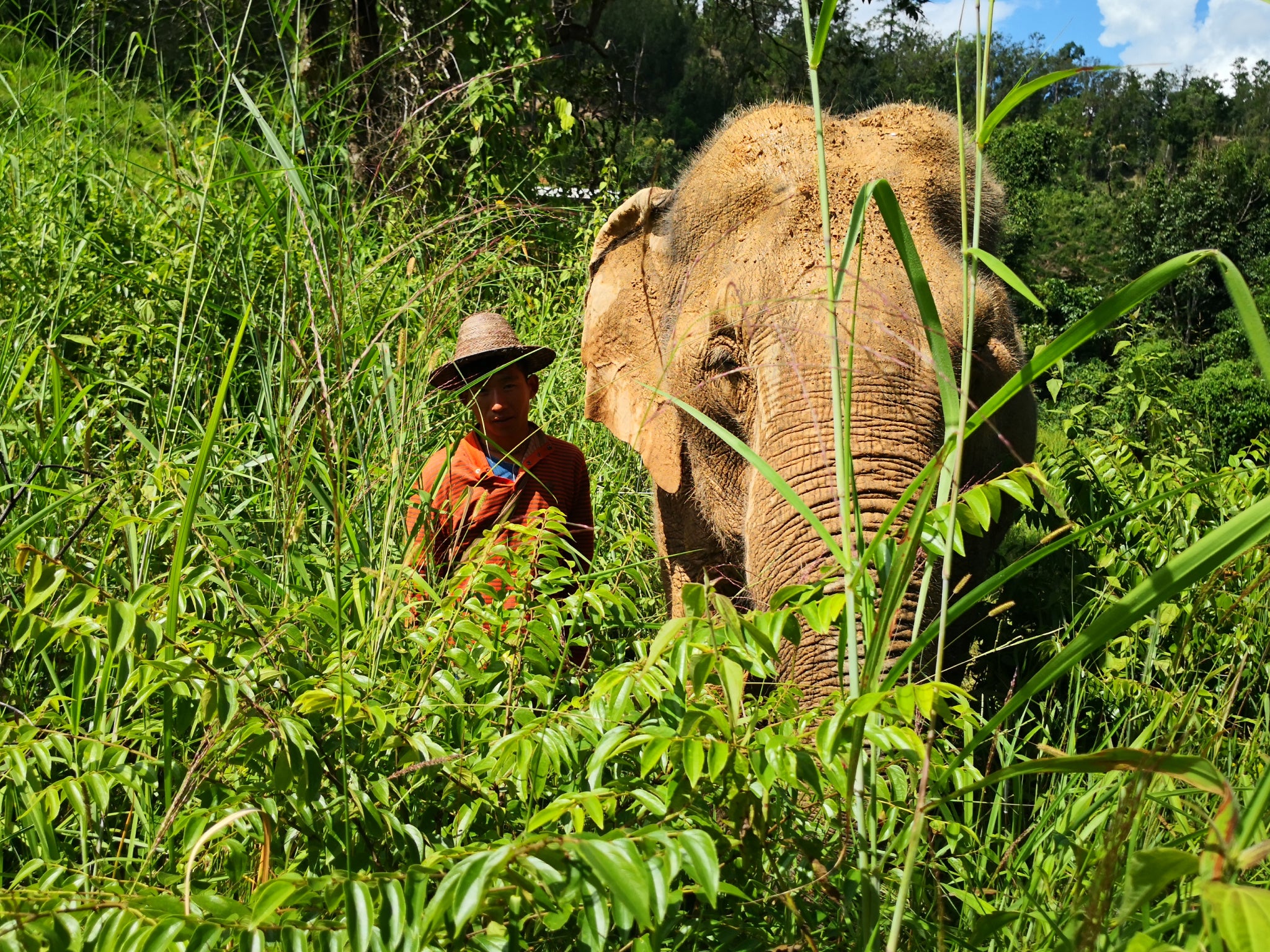 Mahouts take care of elephants with tourists forbidden to touch