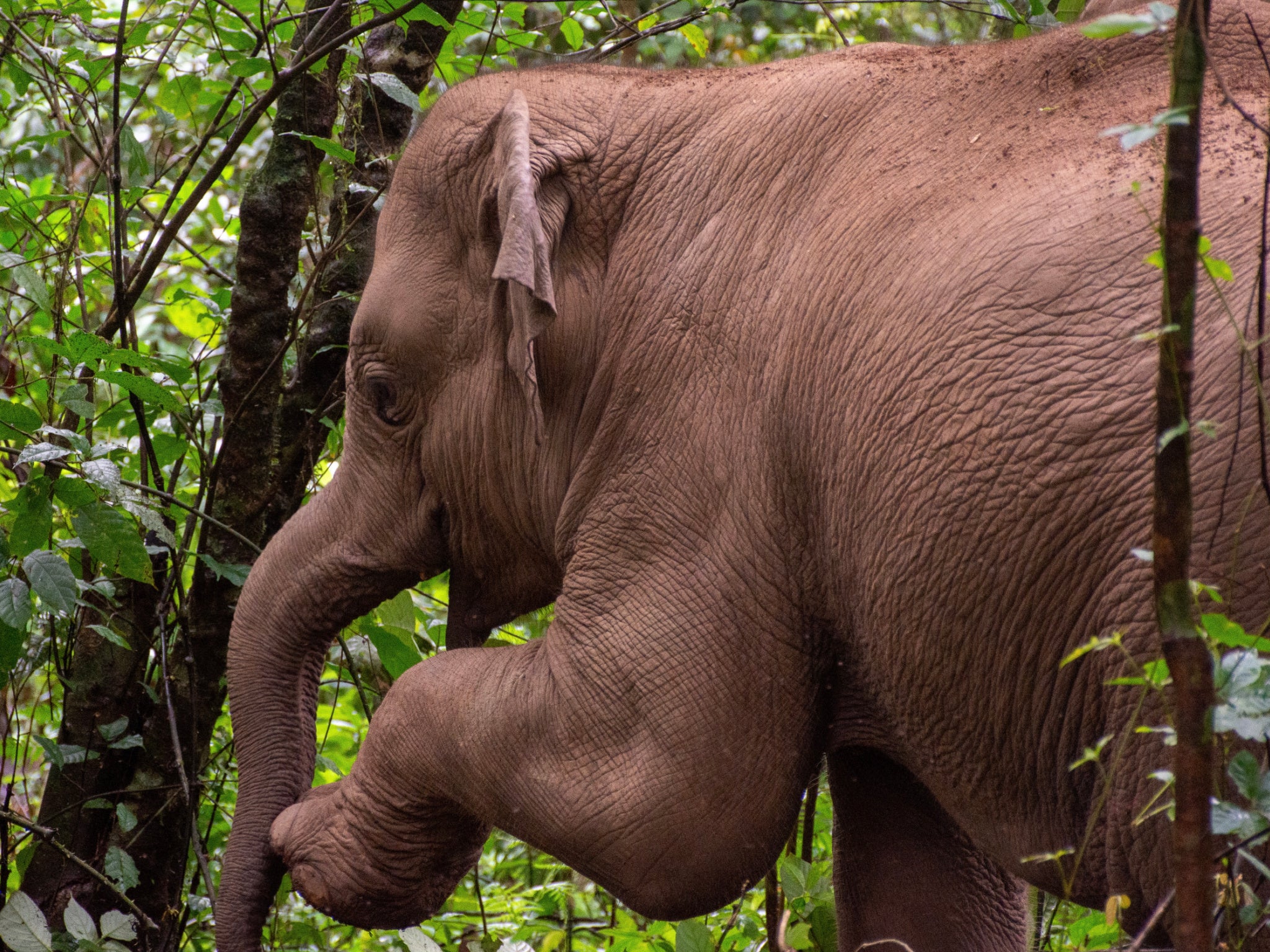 Observe elephants playing at Mahouts Elephant Foundation