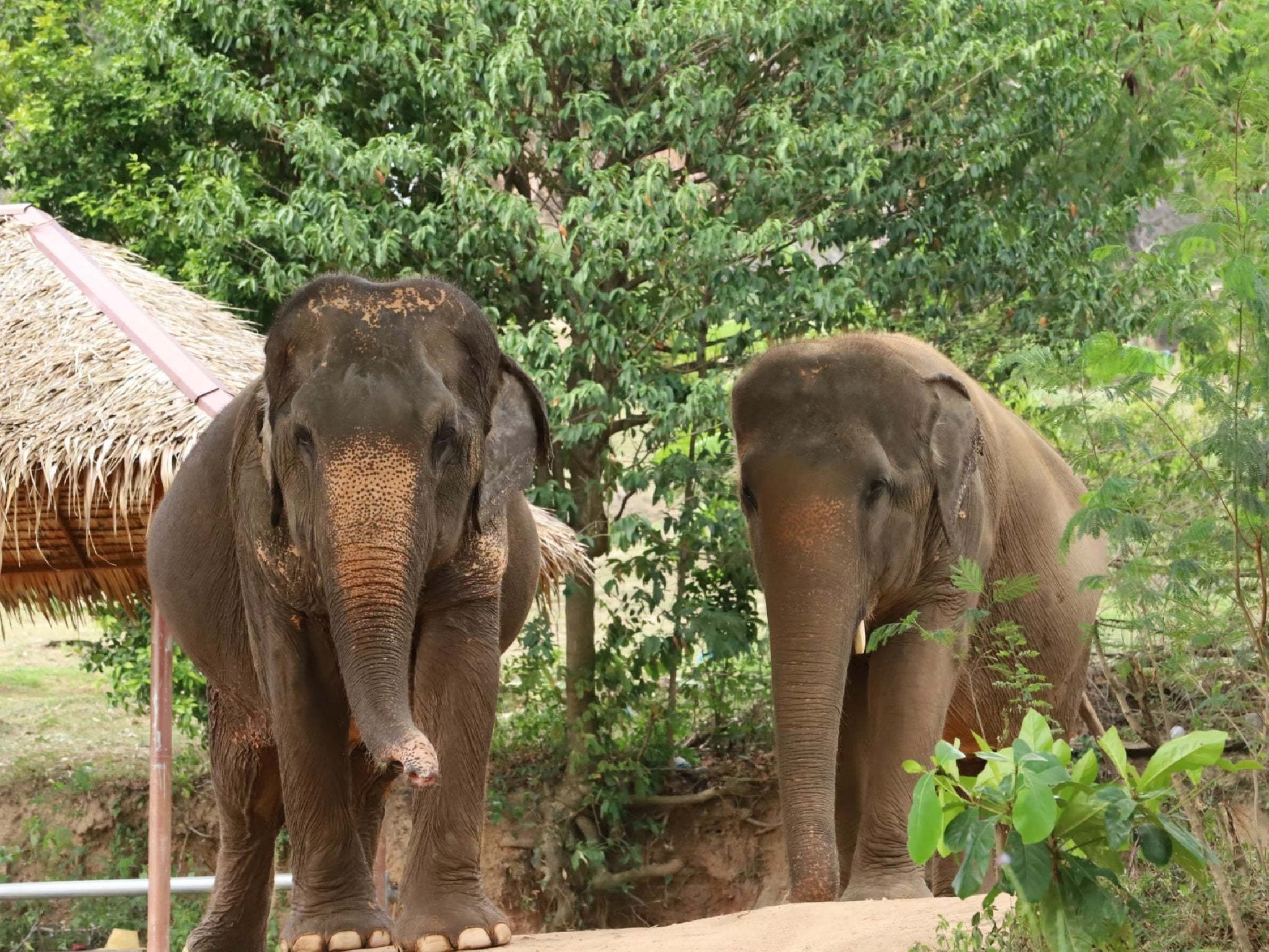 Observe elephants socialise, forage and lark around in a Best Practise Elephant Venue