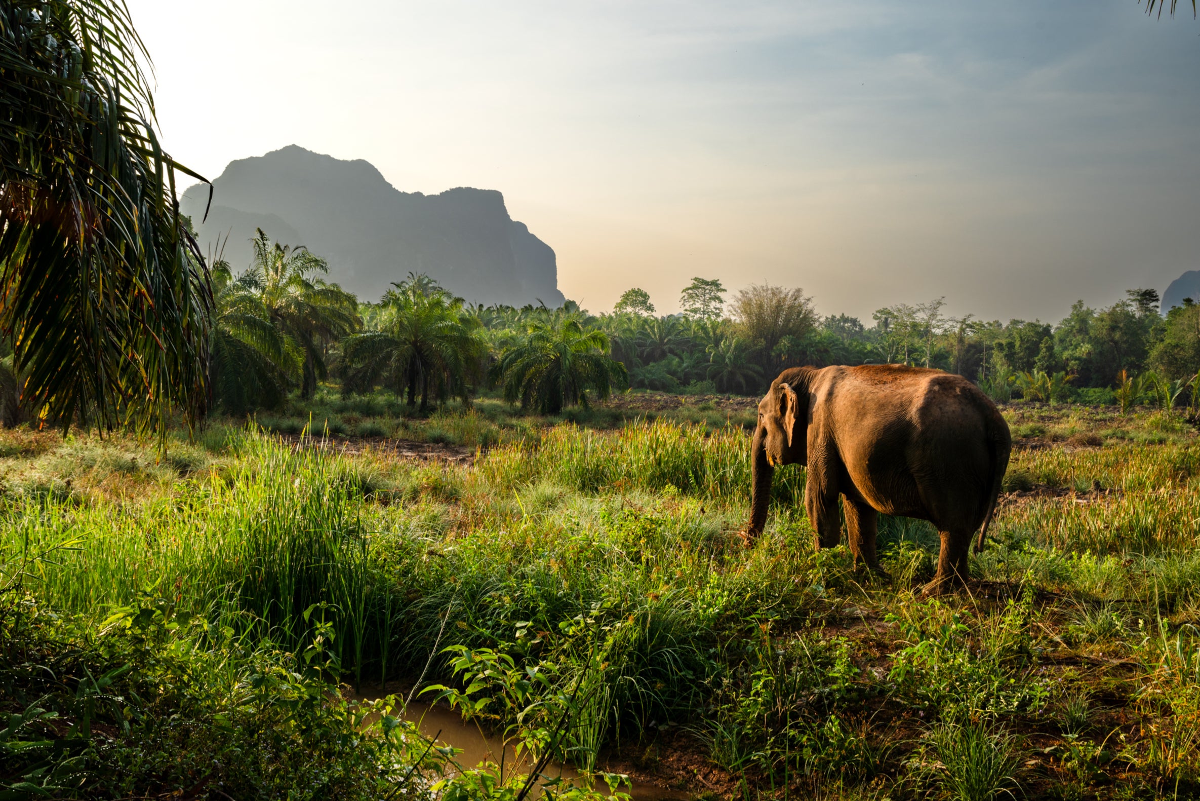 Elephants have space to roam at Following Giants’ ‘no-touch’ sanctuaries