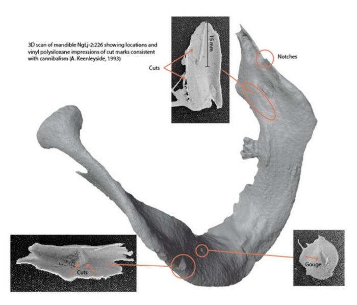 Impressions of cut marks consistent with cannibalism