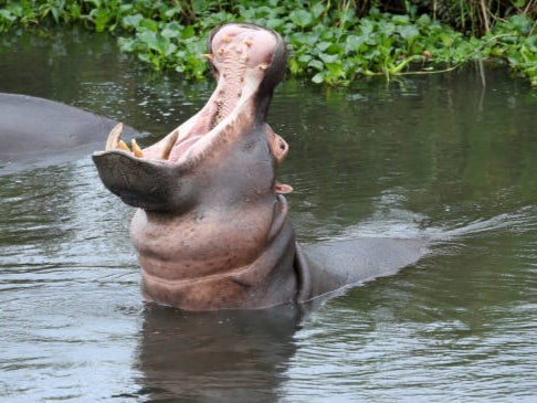 Hippos live in rivers in southern Africa