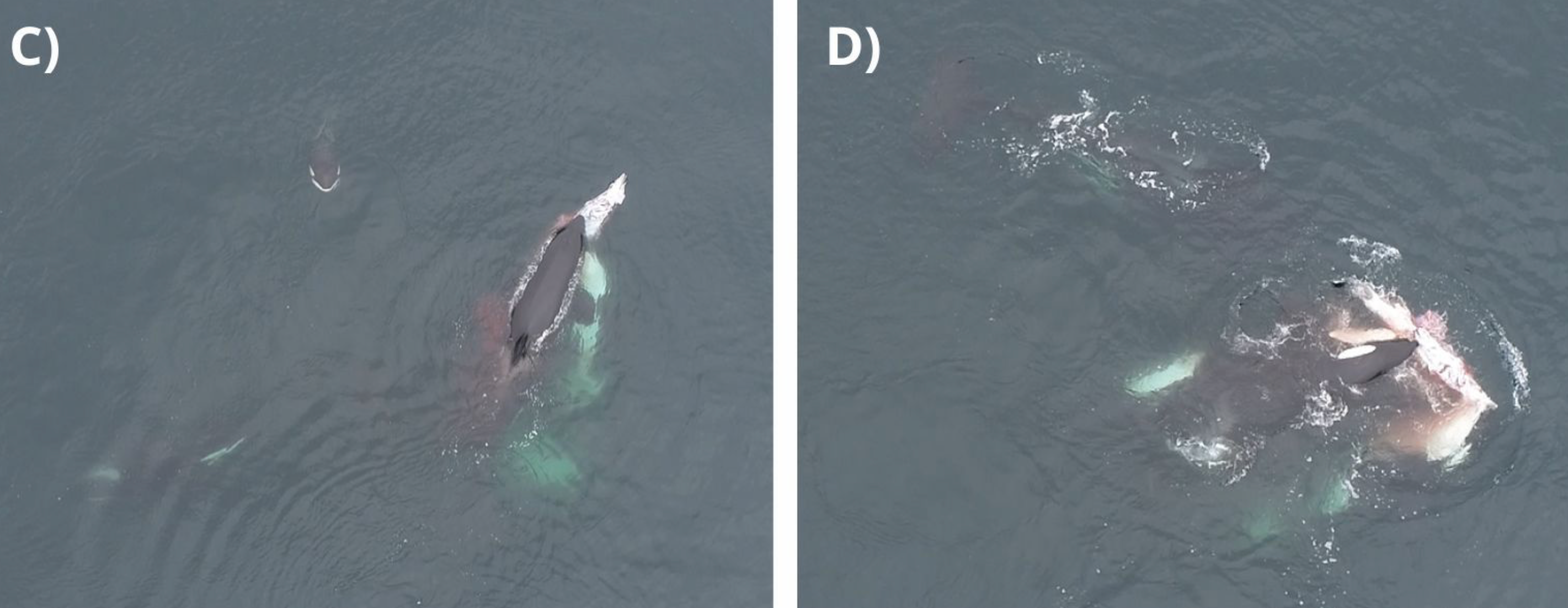 Matriarch Dakota shares dolphin with juvenile male