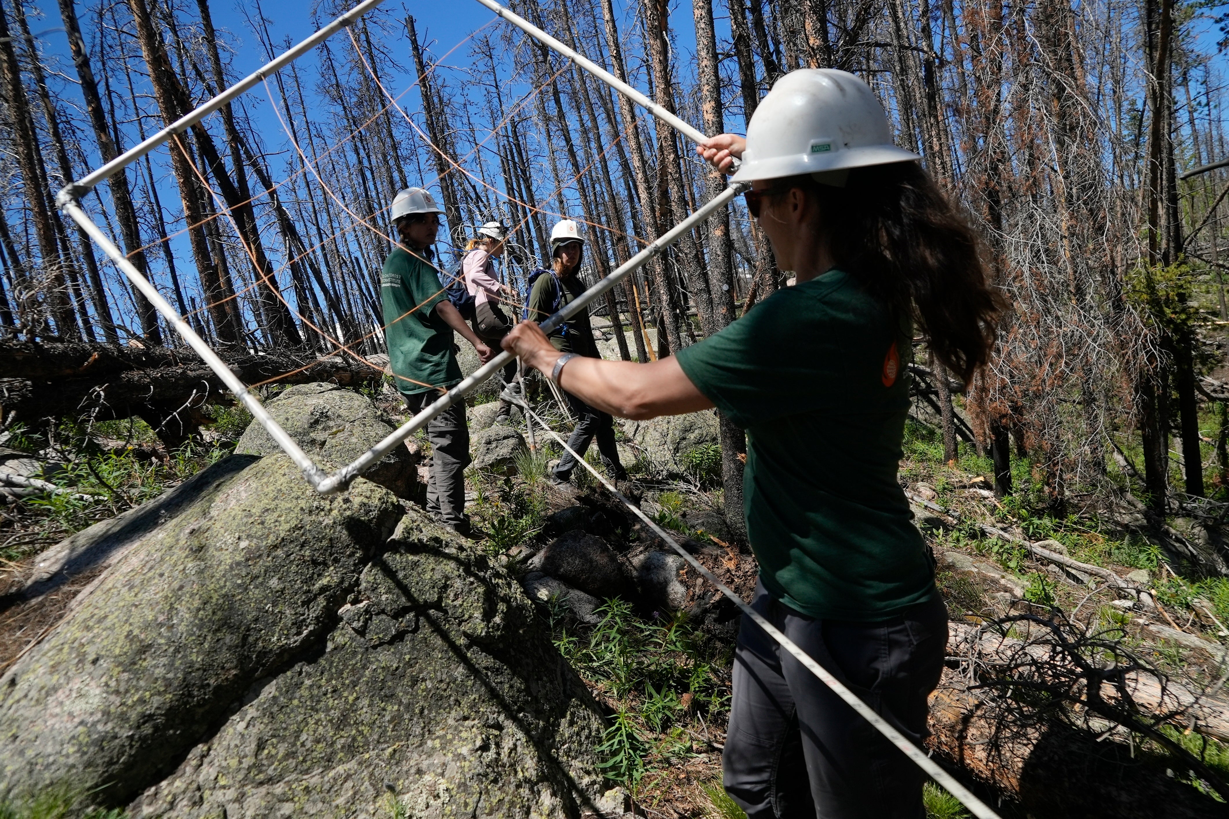 Wildfires Disappearing Forests