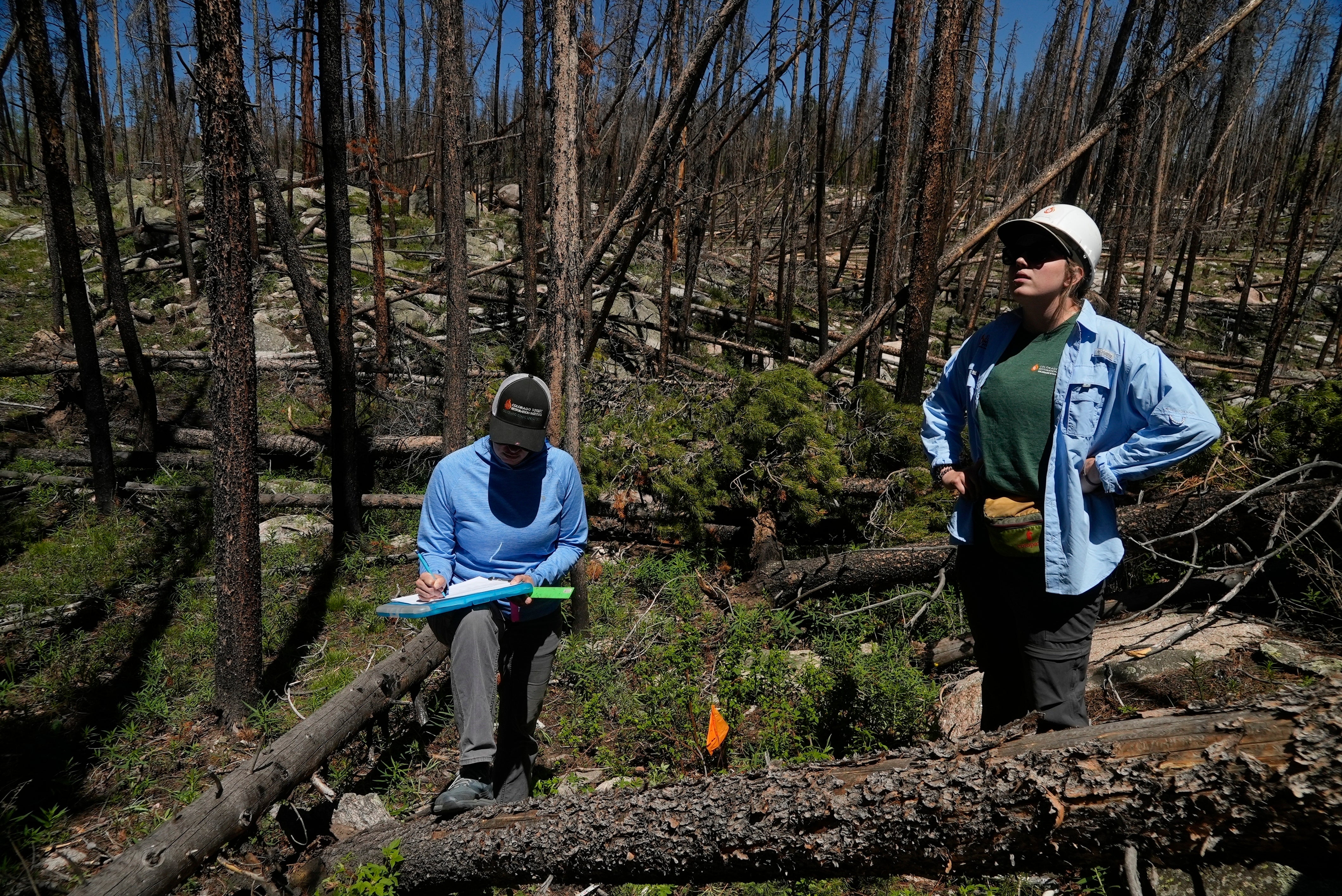 Wildfires Disappearing Forests Takeaways