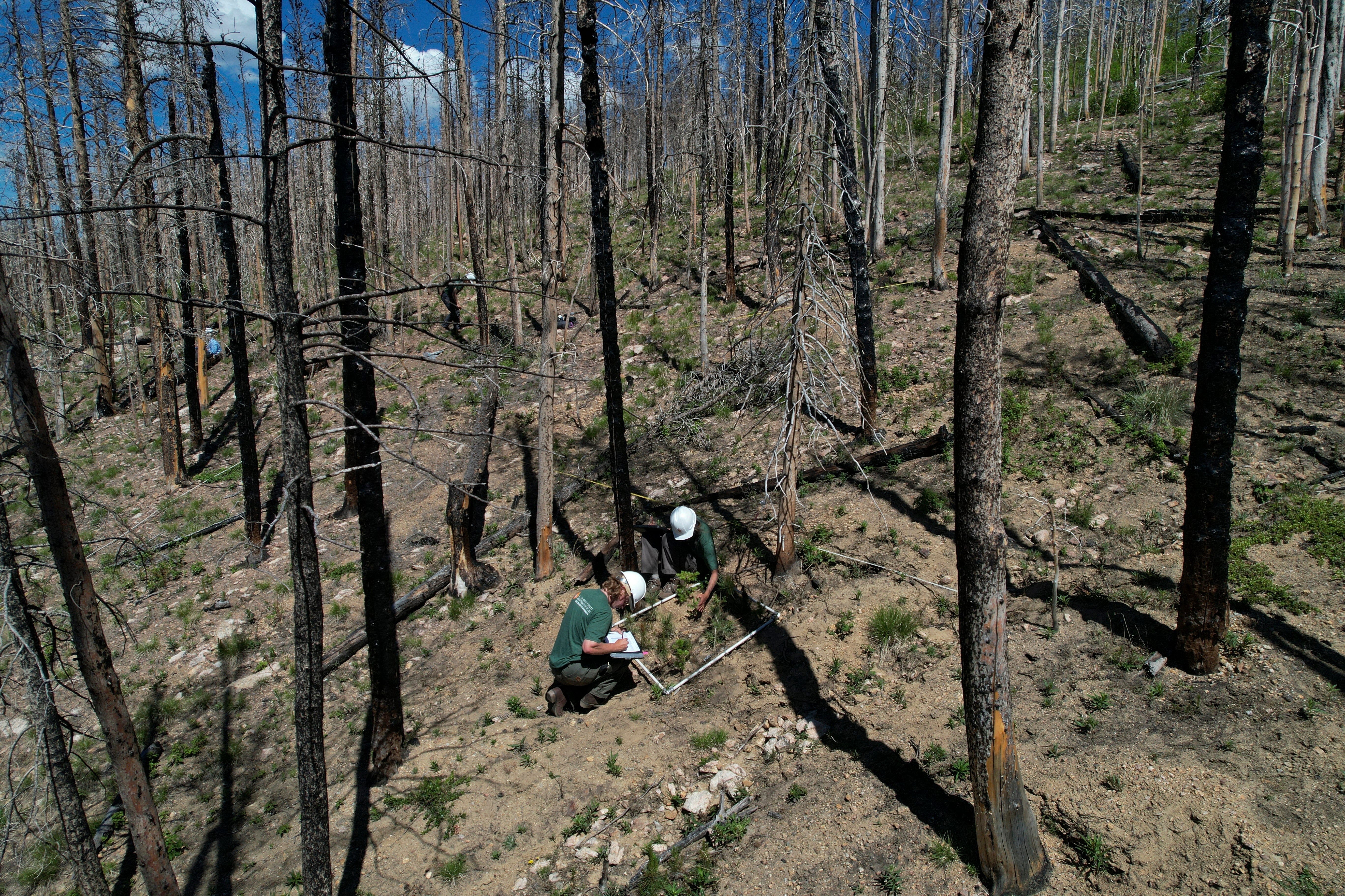 Wildfires Disappearing Forests Takeaways