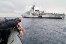 Navy releases six rare turtles that washed up on UK shores into natural habitat