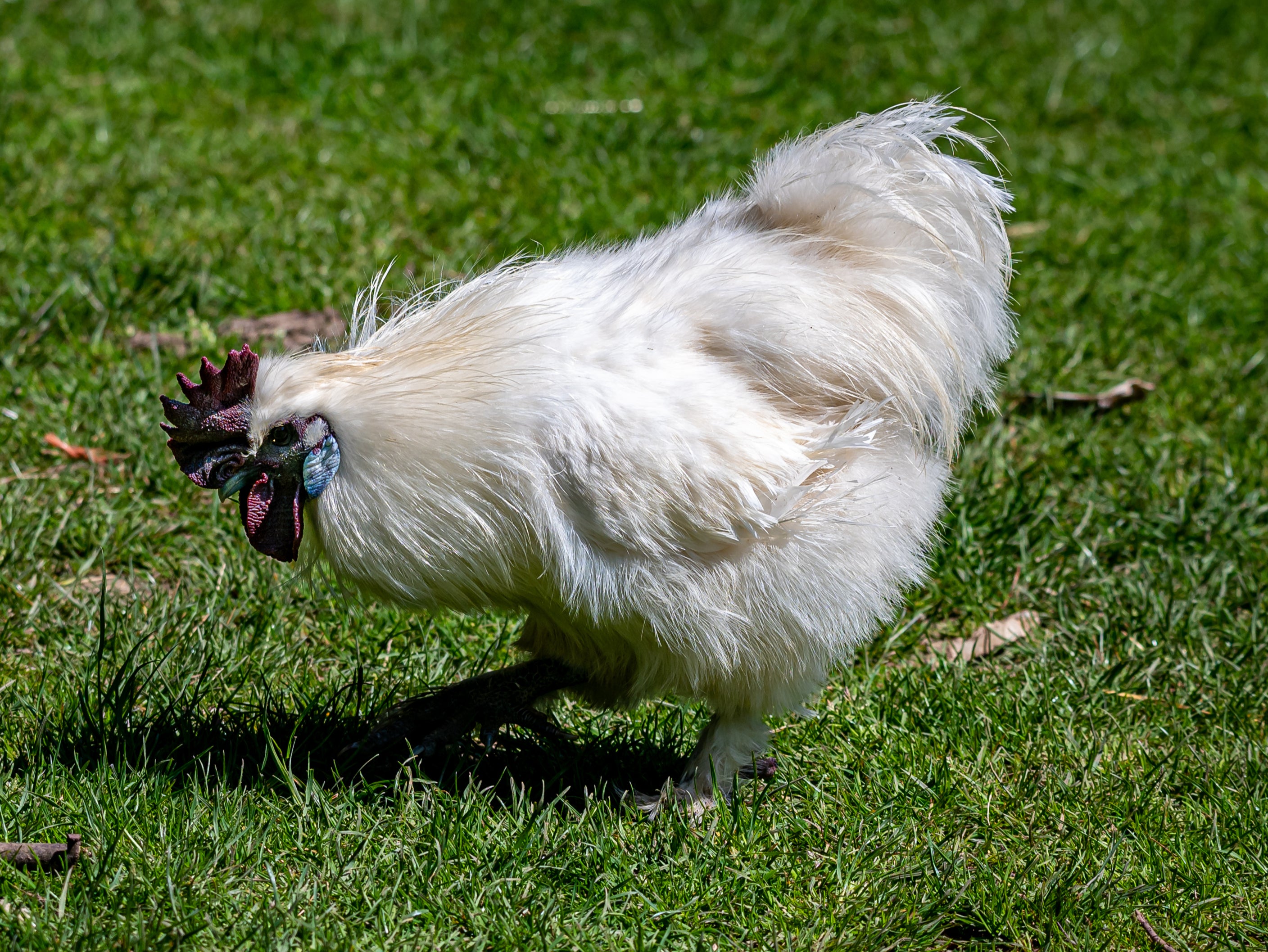 A Chinese silk chicken named Betty White was thrown to her death in an alligator-filled pond by an Australian park guest