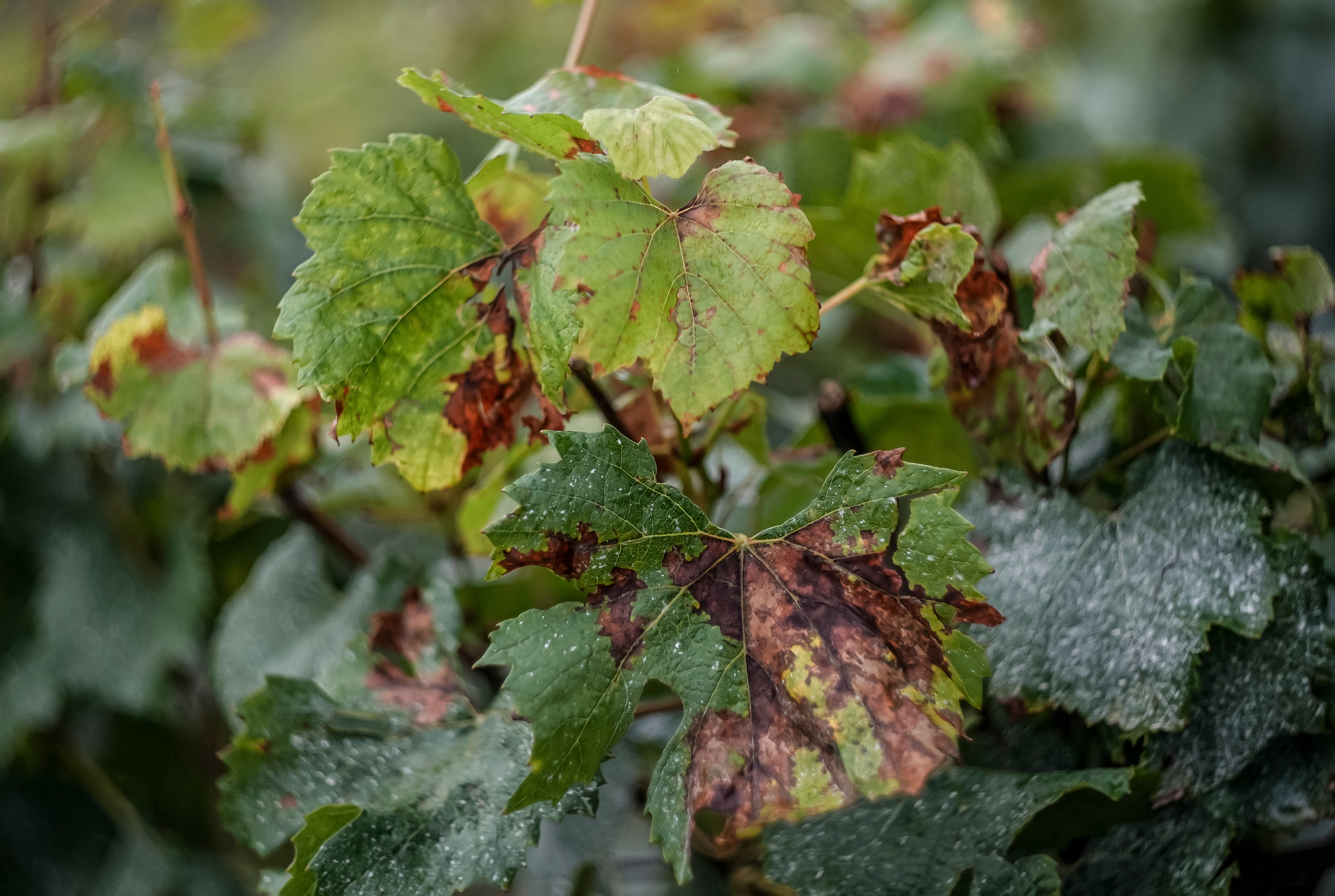 Chardonnay grape leaves afflicted by fungal disease in Chablis, France