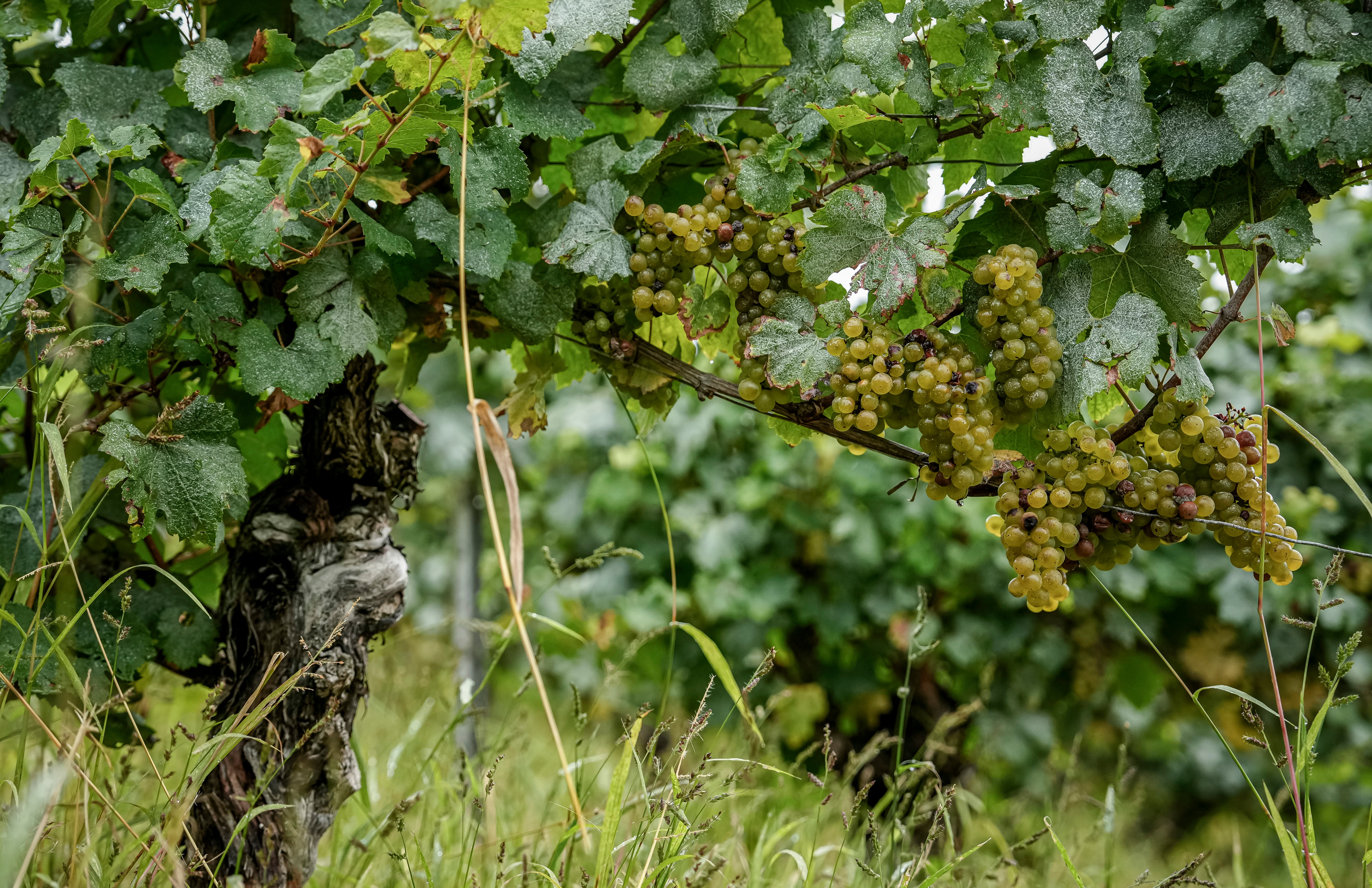 Chardonnay grapes are photographed at Domaine Lavantureux , in Chablis, Burgundy region, France,