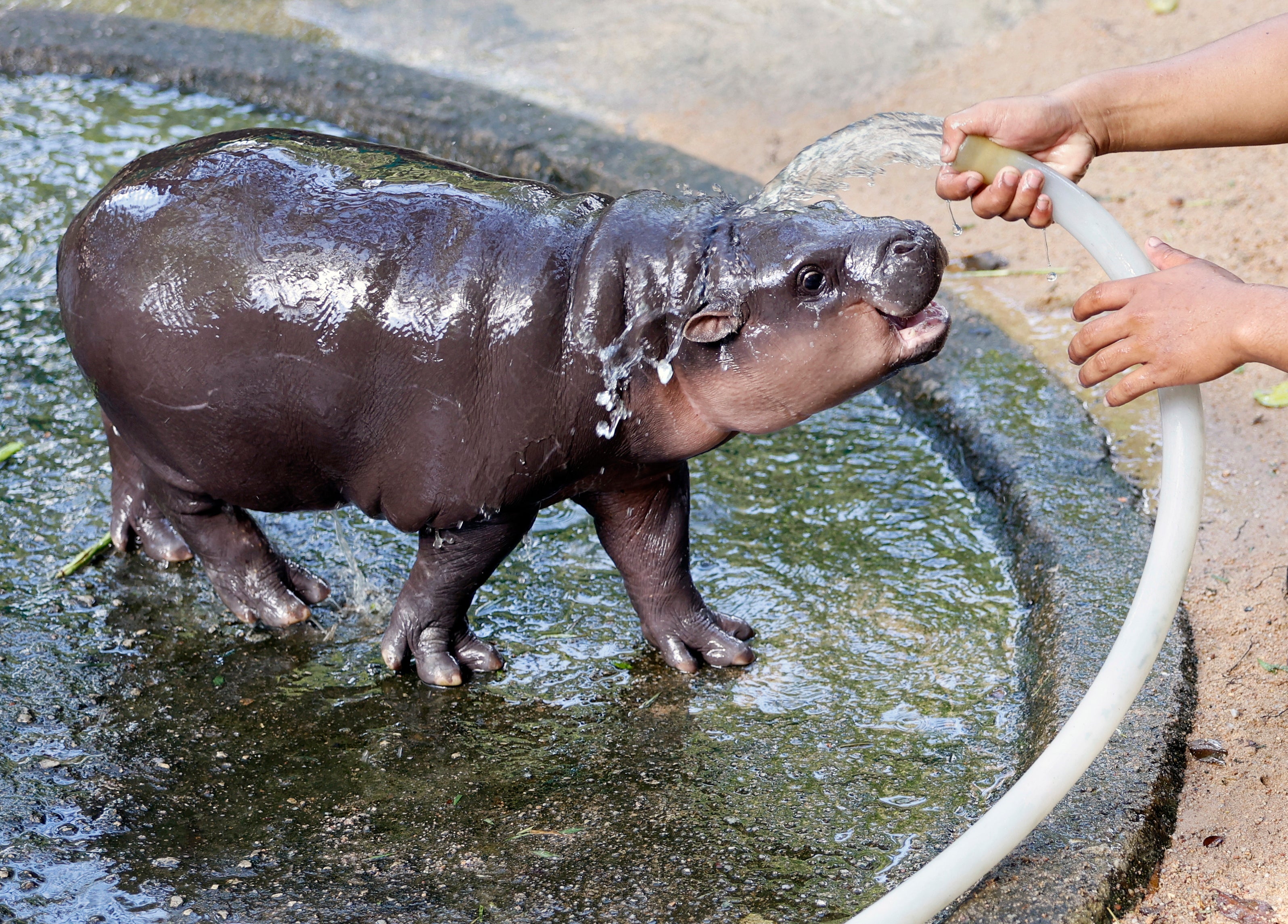 Pygmy hippo in a Thailand zoo has caught everyone’s fancy on the internet