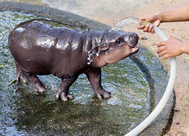 <p>Pygmy hippo in a Thailand zoo has caught everyone’s fancy on the internet </p>