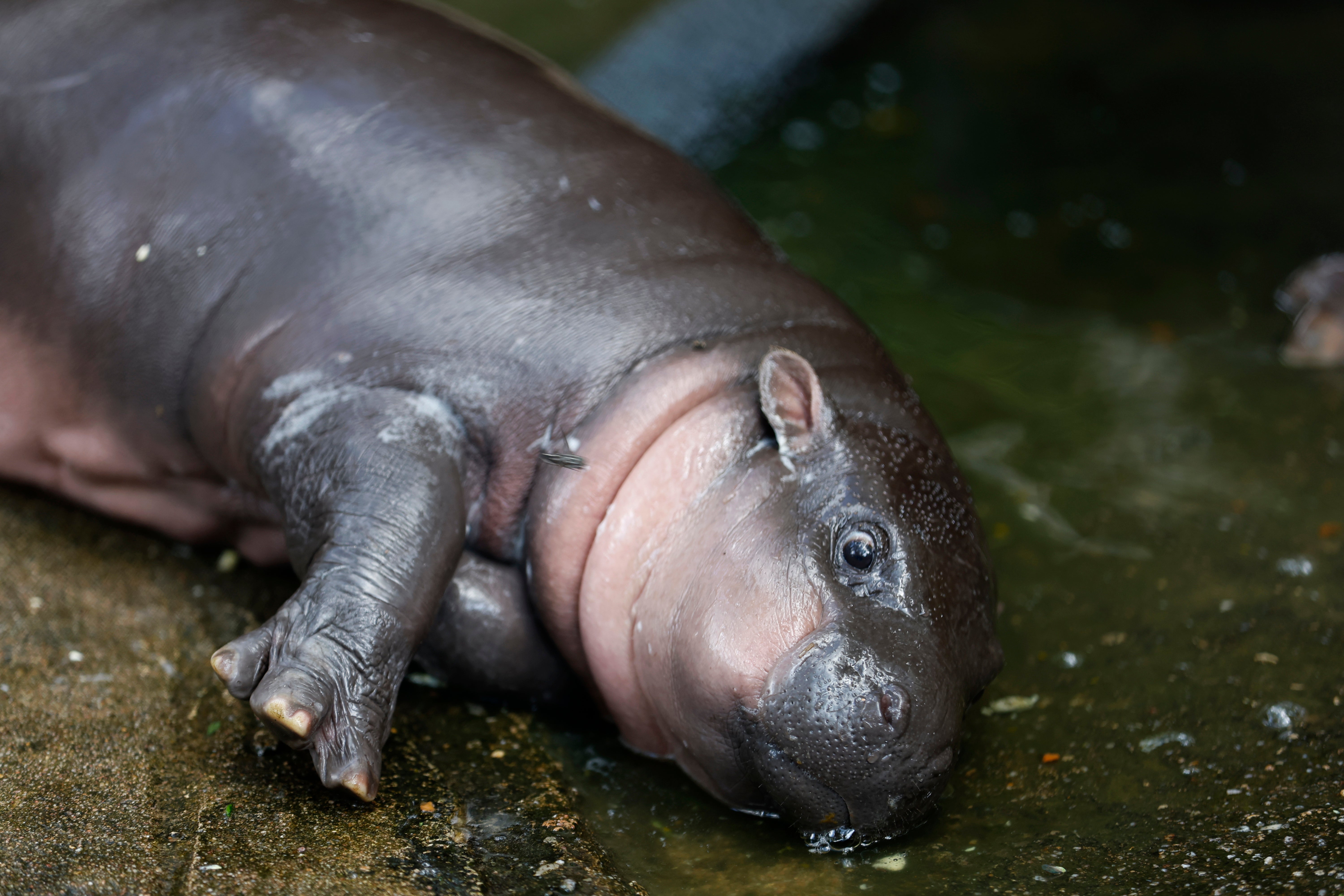 Two-month-old female pygmy hippopotamus named Moo Deng pictured at Khao Kheow Open Zoo in Chonburi province