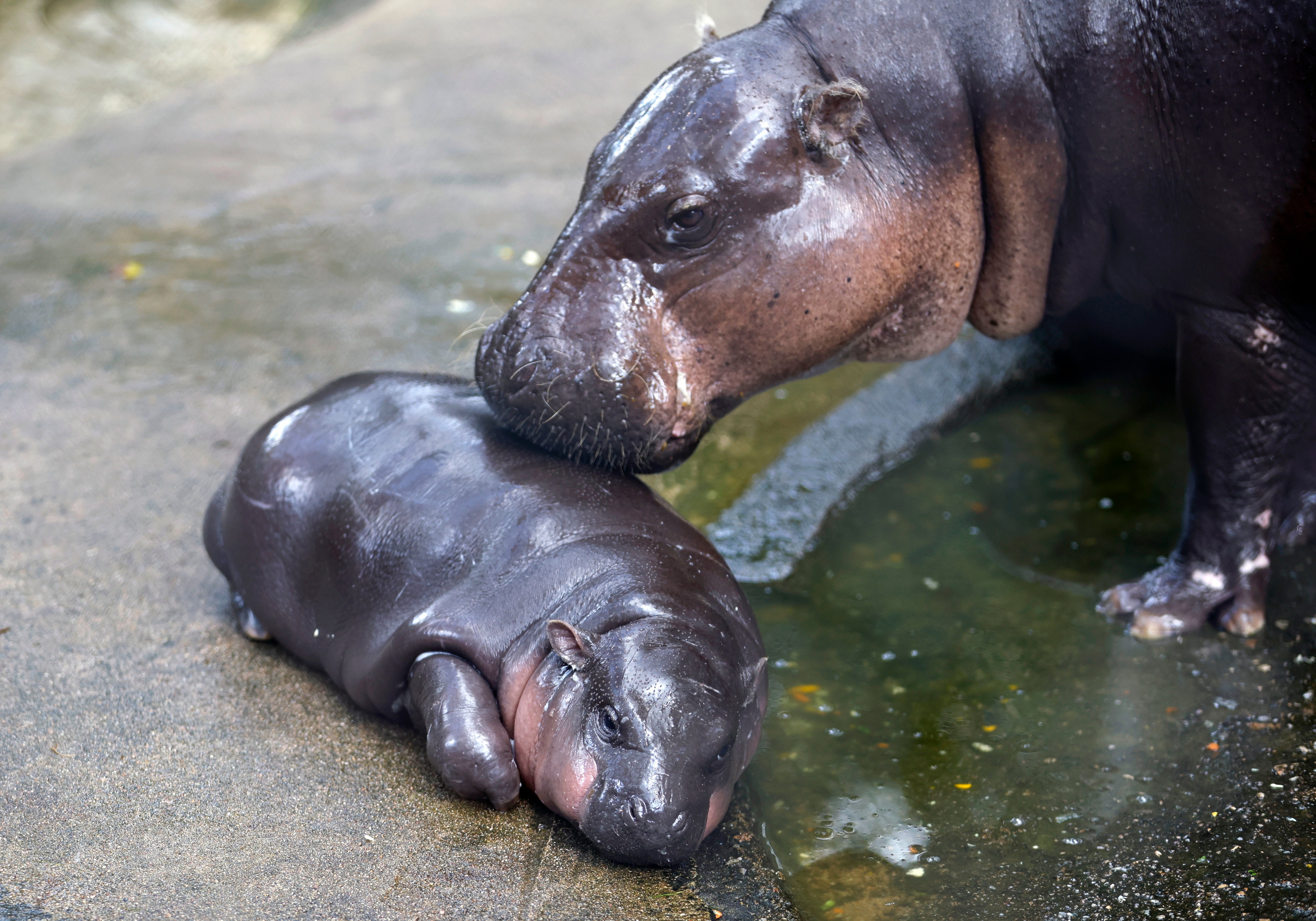 Two-month-old baby hippo Moo Deng jumps at the Khao Kheow Open Zoo in Chonburi province, Thailand, Thursday, 19 September 2024