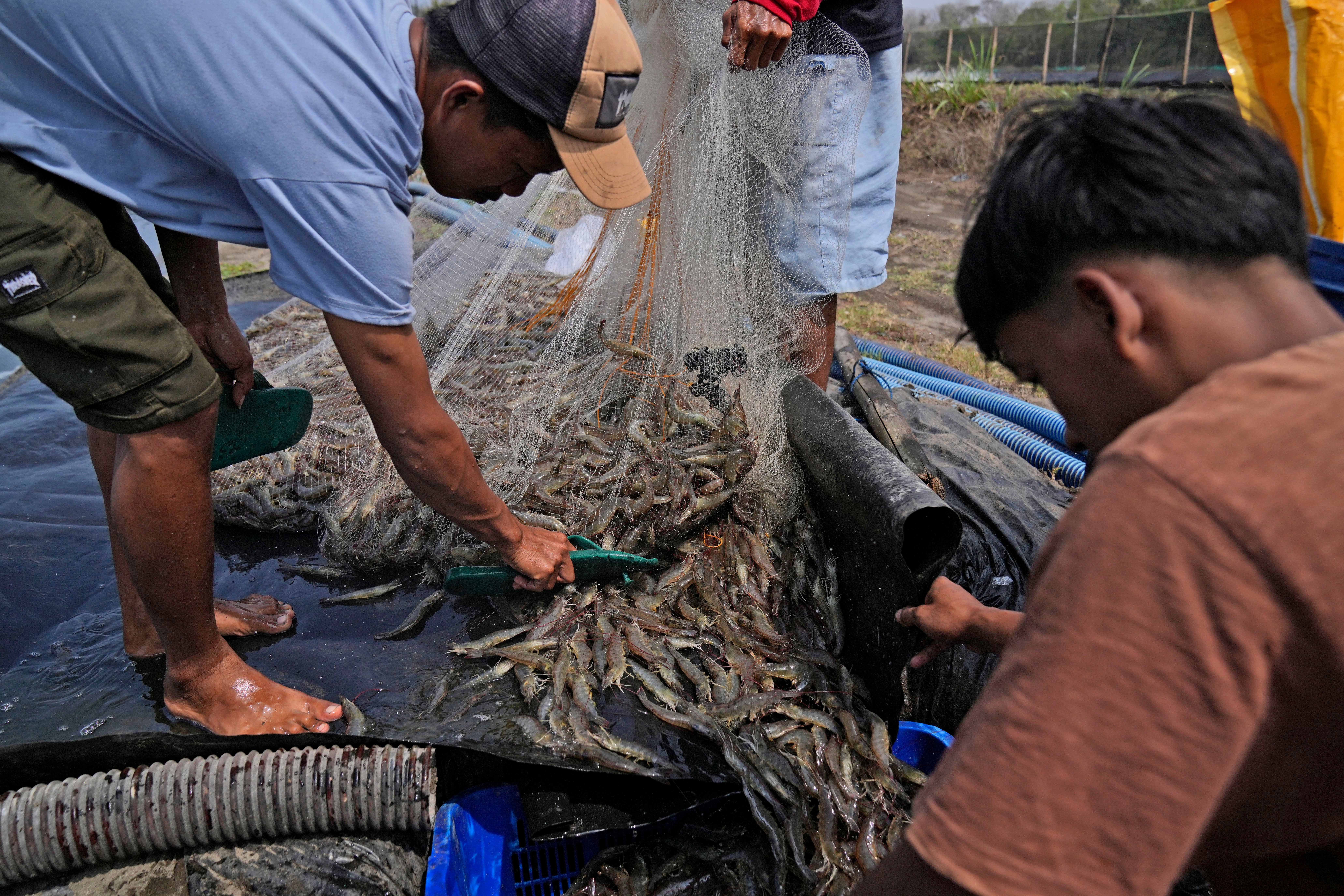 Shrimp Industry Exploitation
