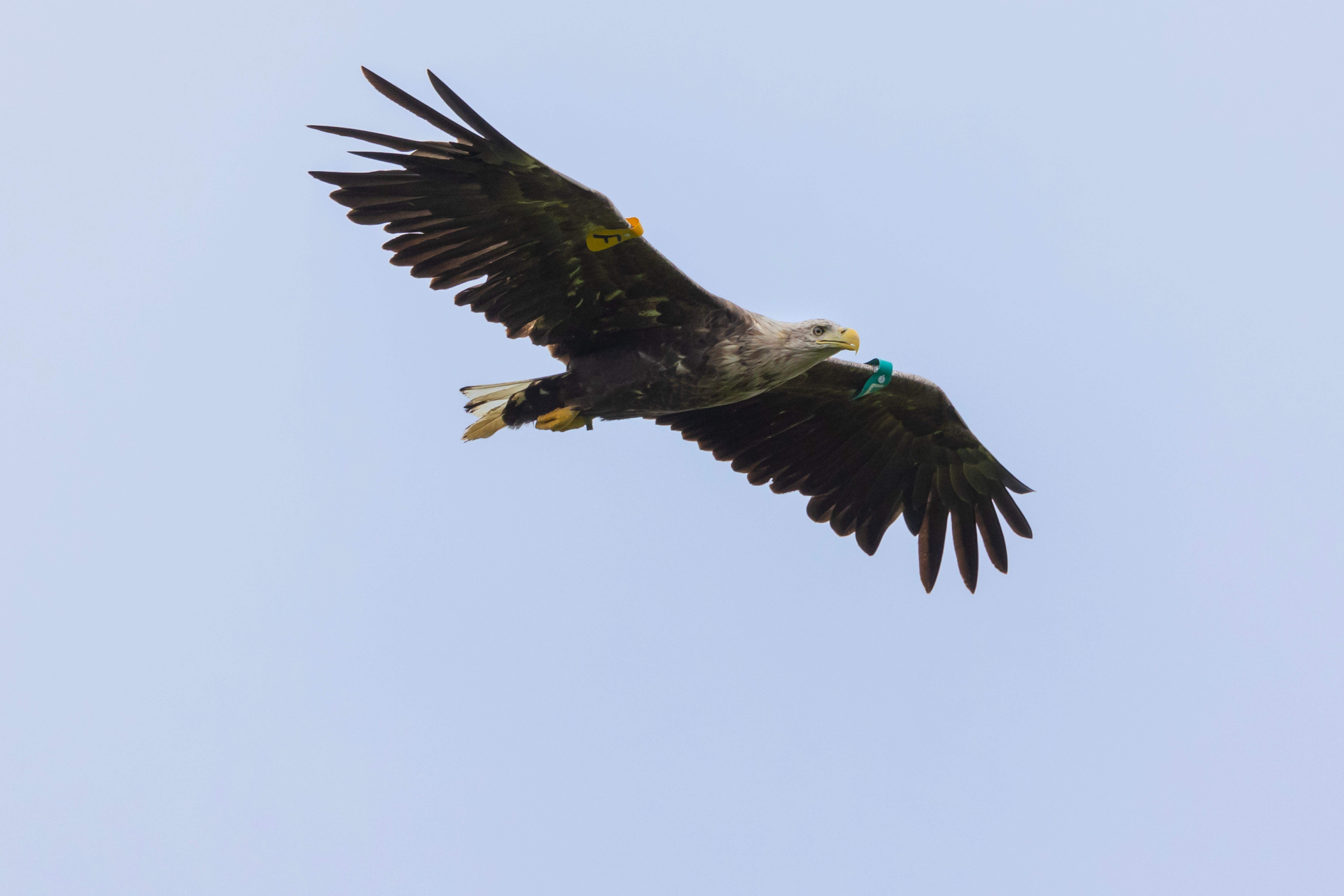 White-tailed eagles have bred in Northern Ireland for the first time in more than 150 years in Co Fermanagh (Marc Ruddock/NIRSG/PA)