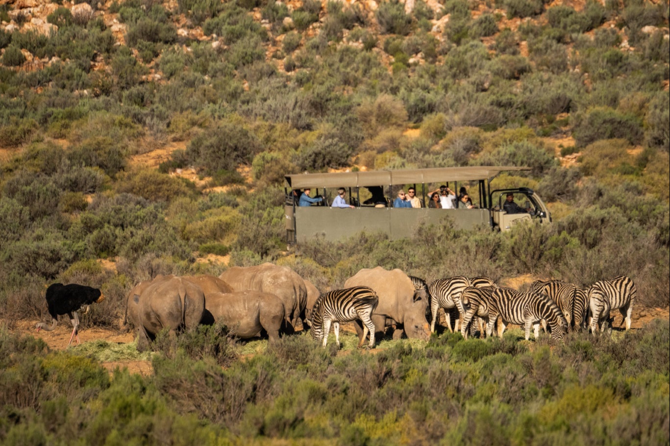 The safaris will be run by Aquila’s game rangers and field guides