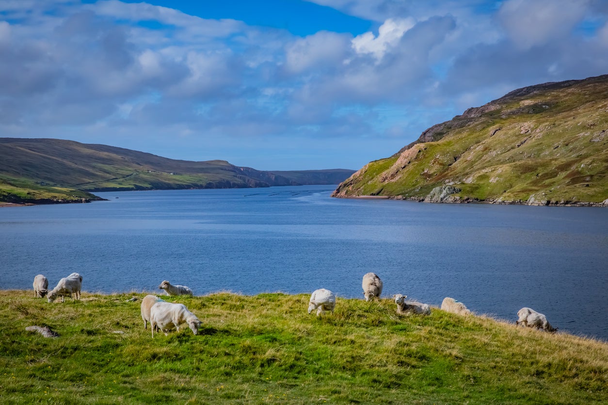 The Shetland Islands are a haven for wildlife