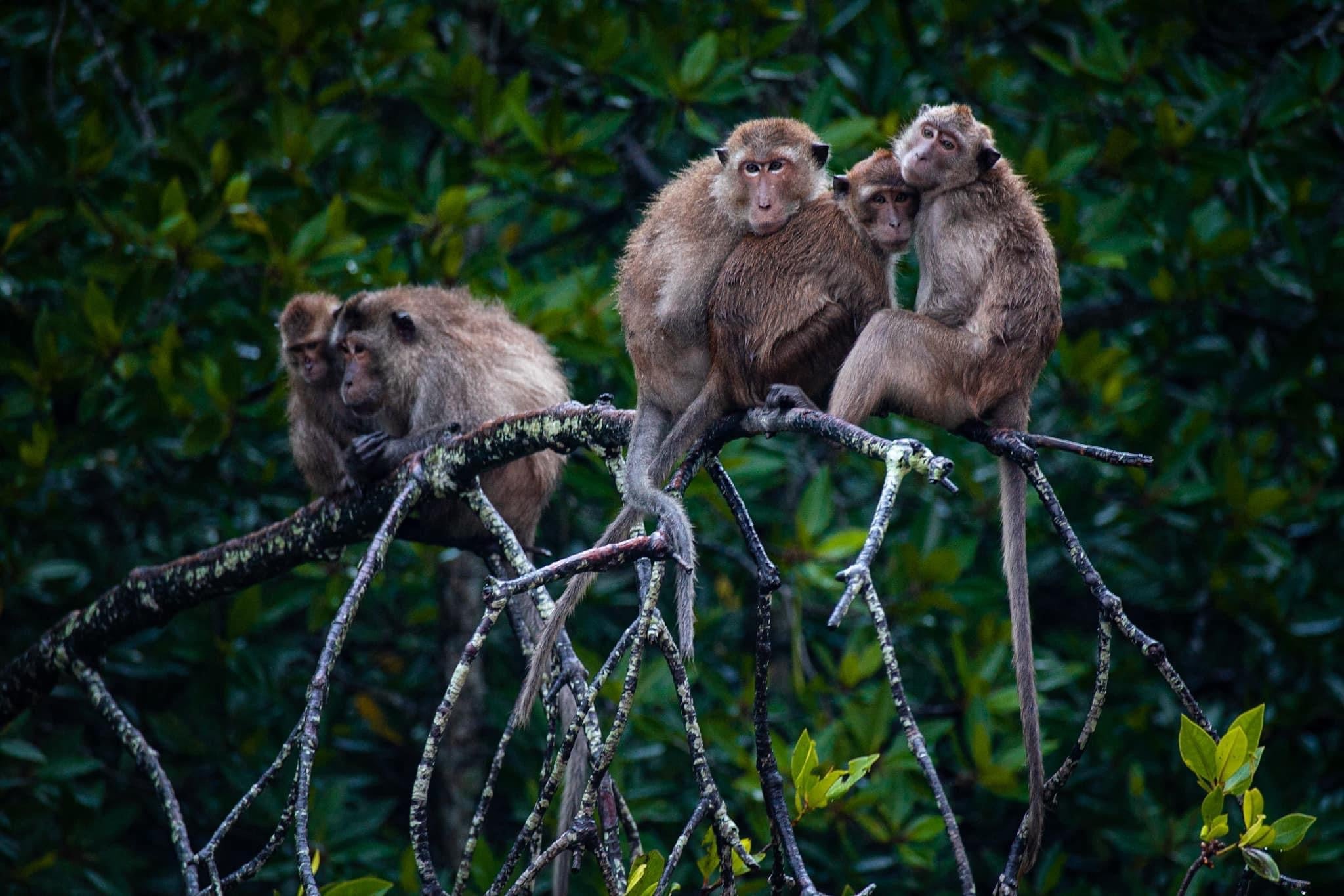 Keep an eye our for monkeys as they clamber up the mangrove roots