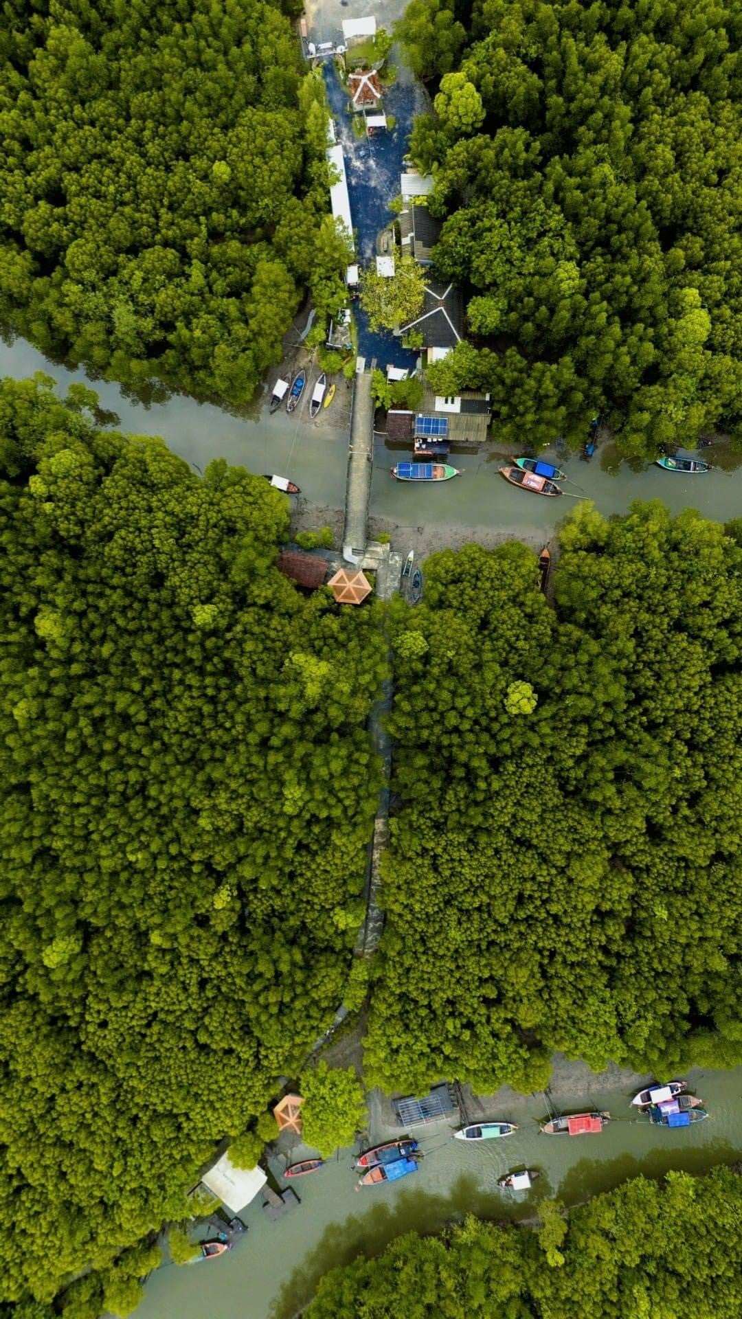 Strict conservation laws have allowed mangroves to be restored on Koh Lanta Yai