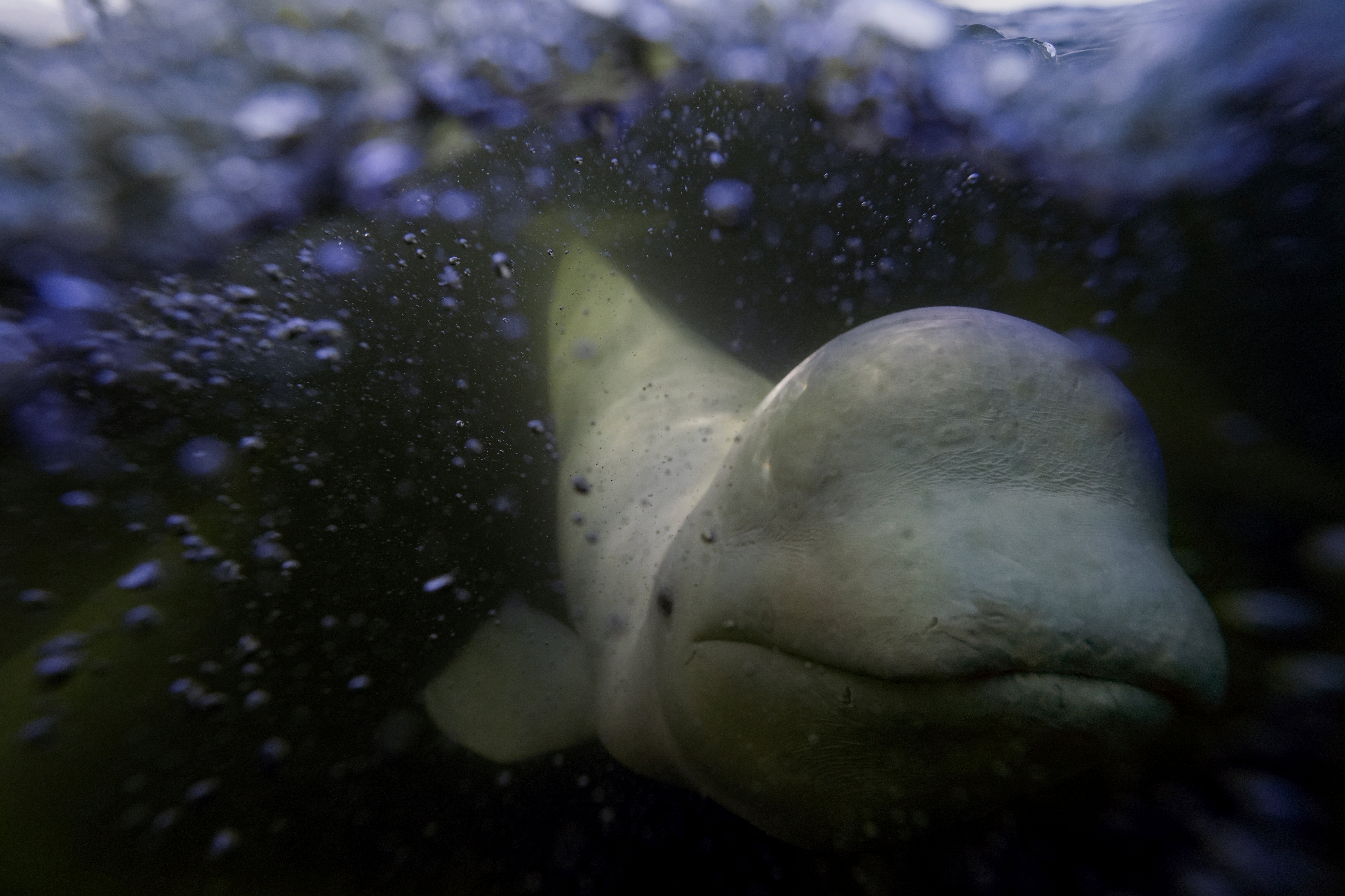 A beluga whale swims behind a boat through the Churchill River, Monday, Aug. 5, 2024, near Churchill, Manitoba