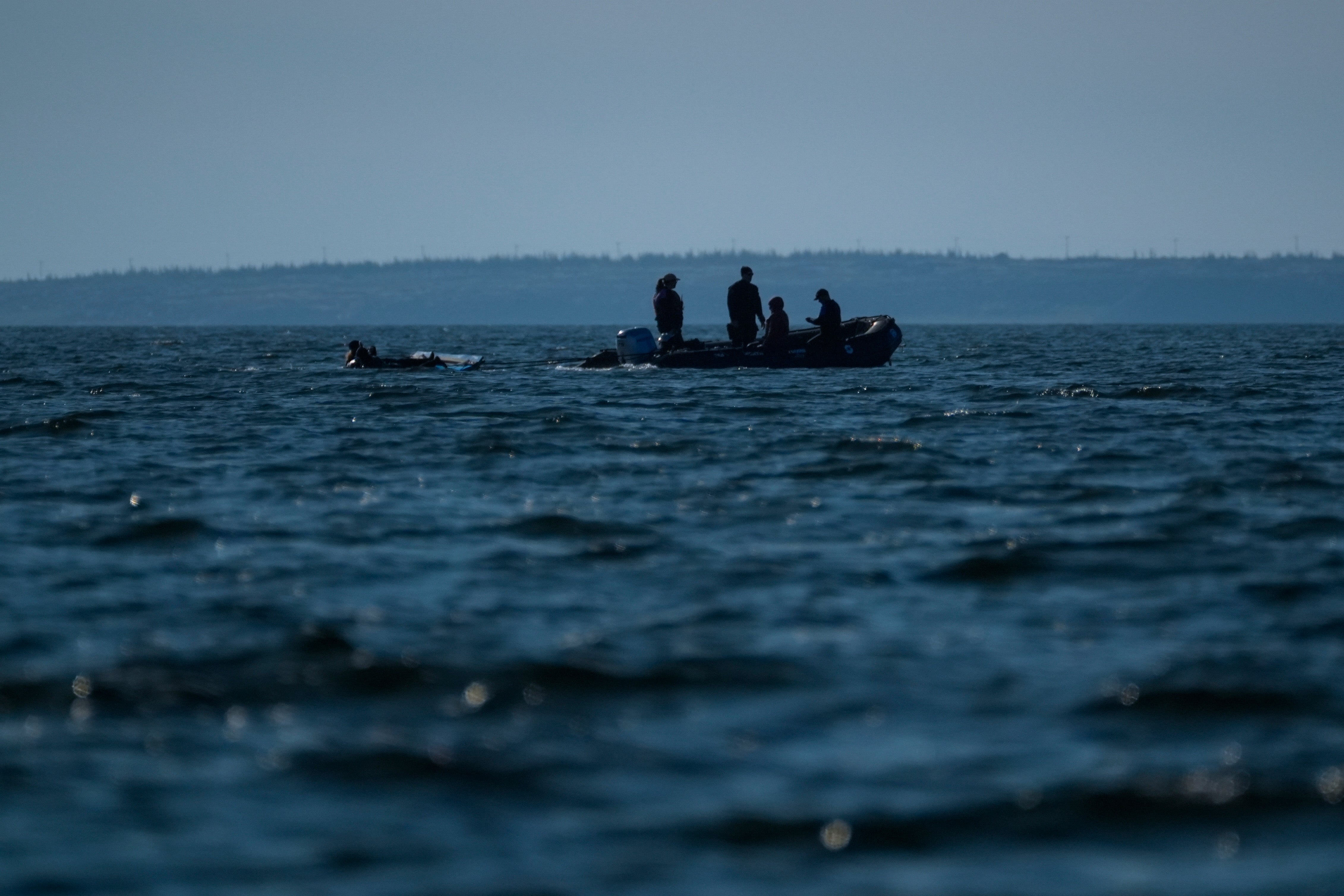 A tour group moves through the Churchill River next to a pod of beluga whales