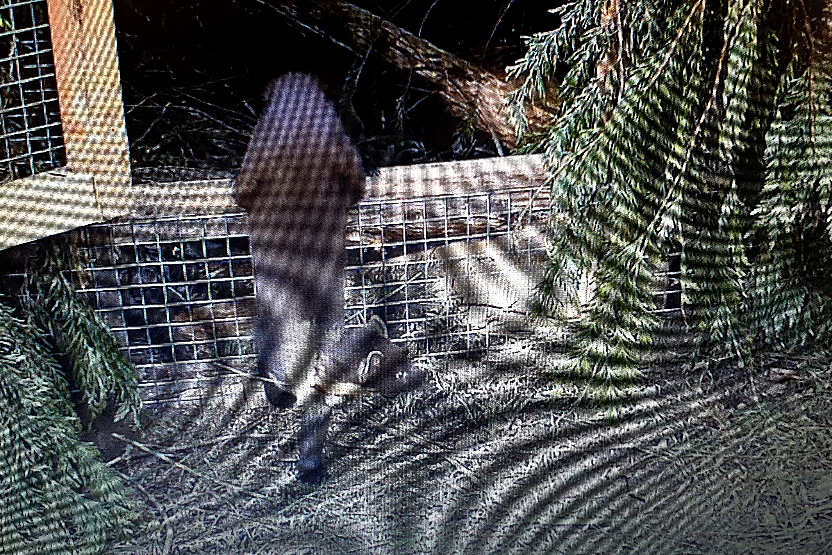 Britain Pine Martens