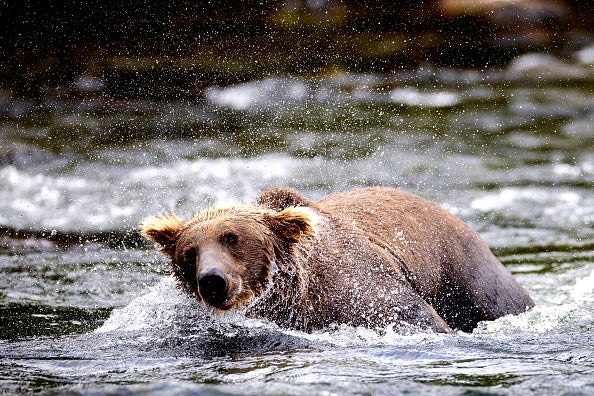 Fat Bear Week 2024 postponed after fatal bear fight breaks out at Alaska’s Katmai National Park and Preserve