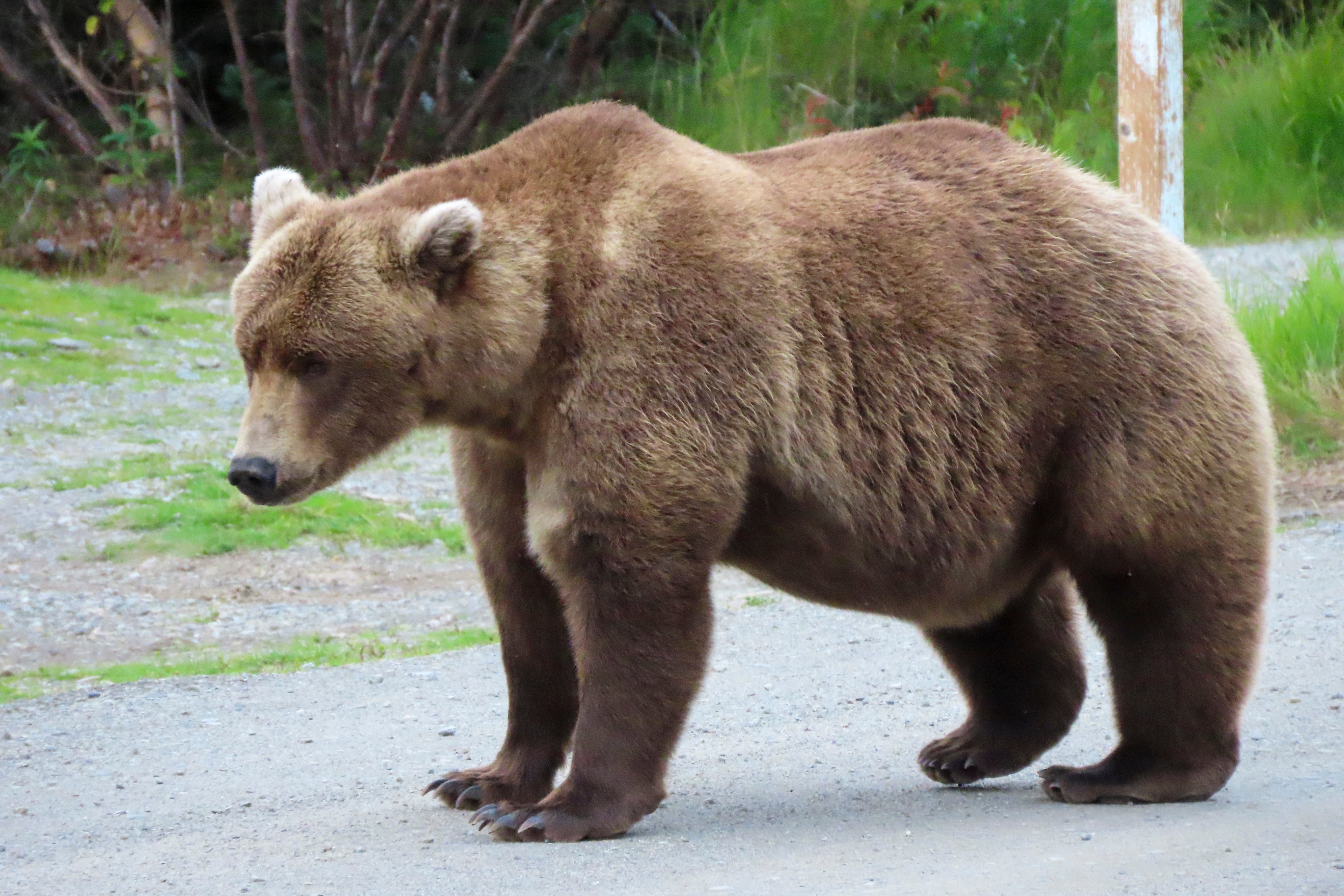 Alaska Fat Bear Week: Bear 901 at Katmai National Park in Alaska on Sept. 13, 2024