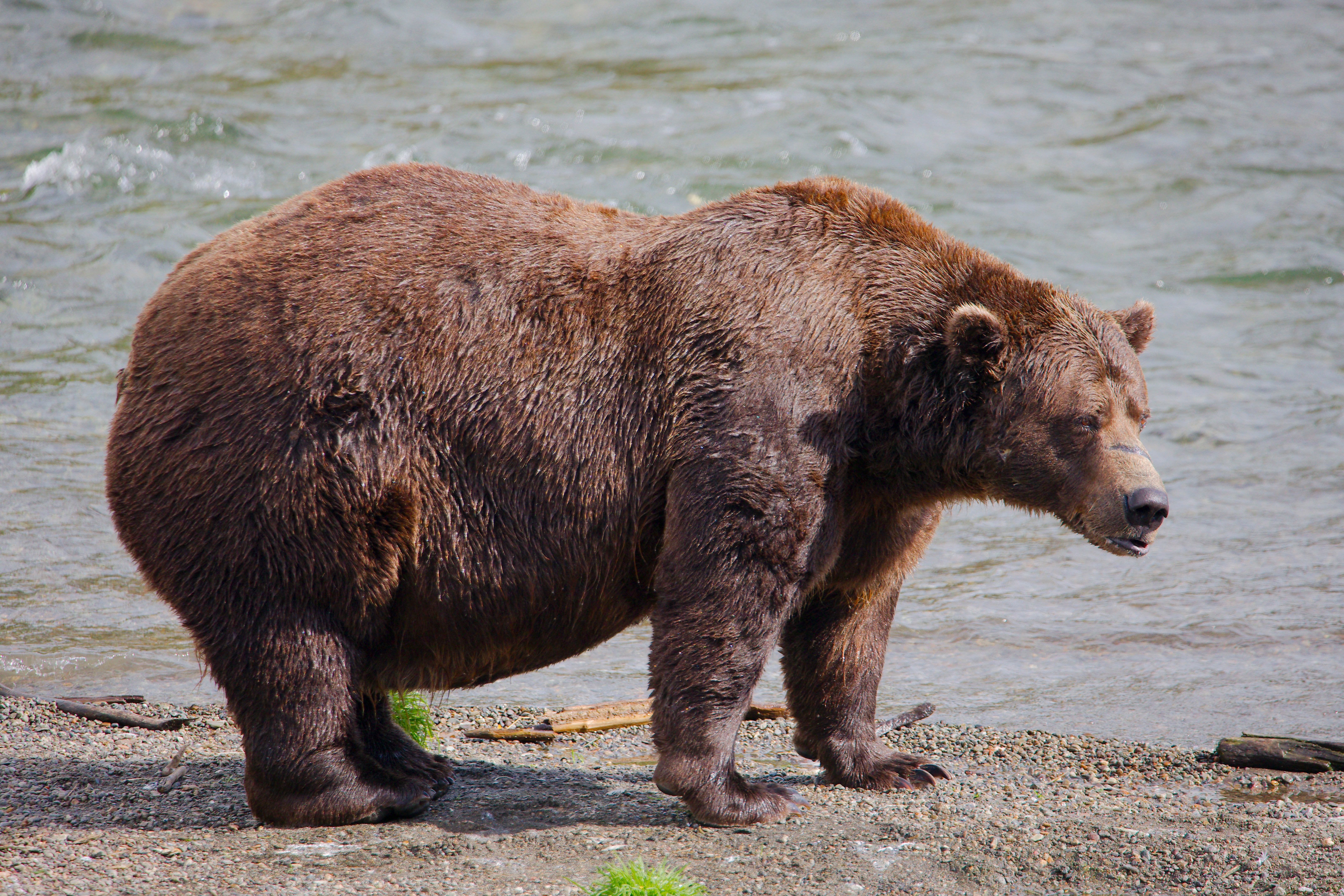 Alaska Fat Bear Week: Bear 32 Chunk at Katmai National Park in Alaska on Sept. 19, 2024