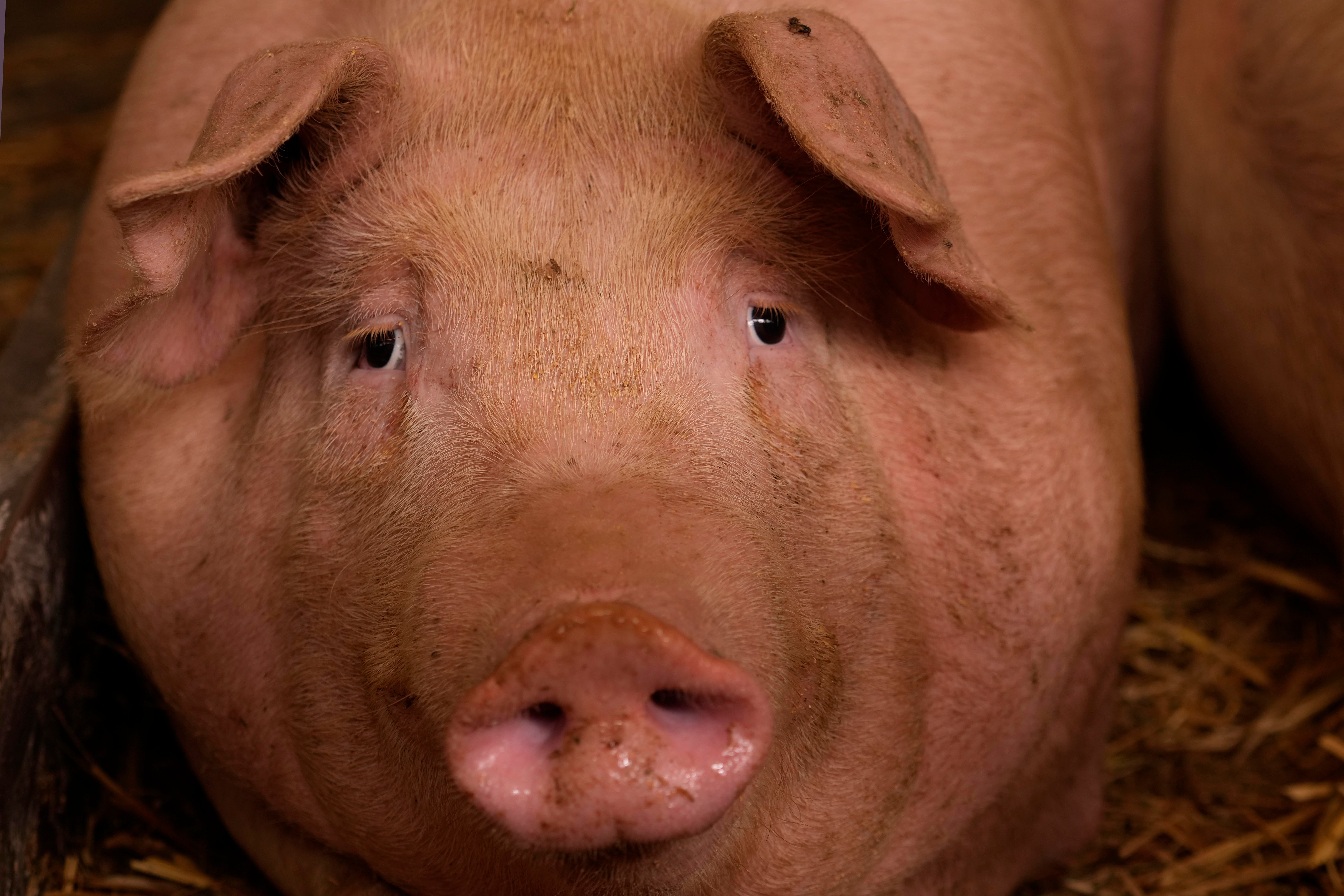 A pig looks on in a shed of the Piggly farm in Pegognaga, near Mantova, northern Italy