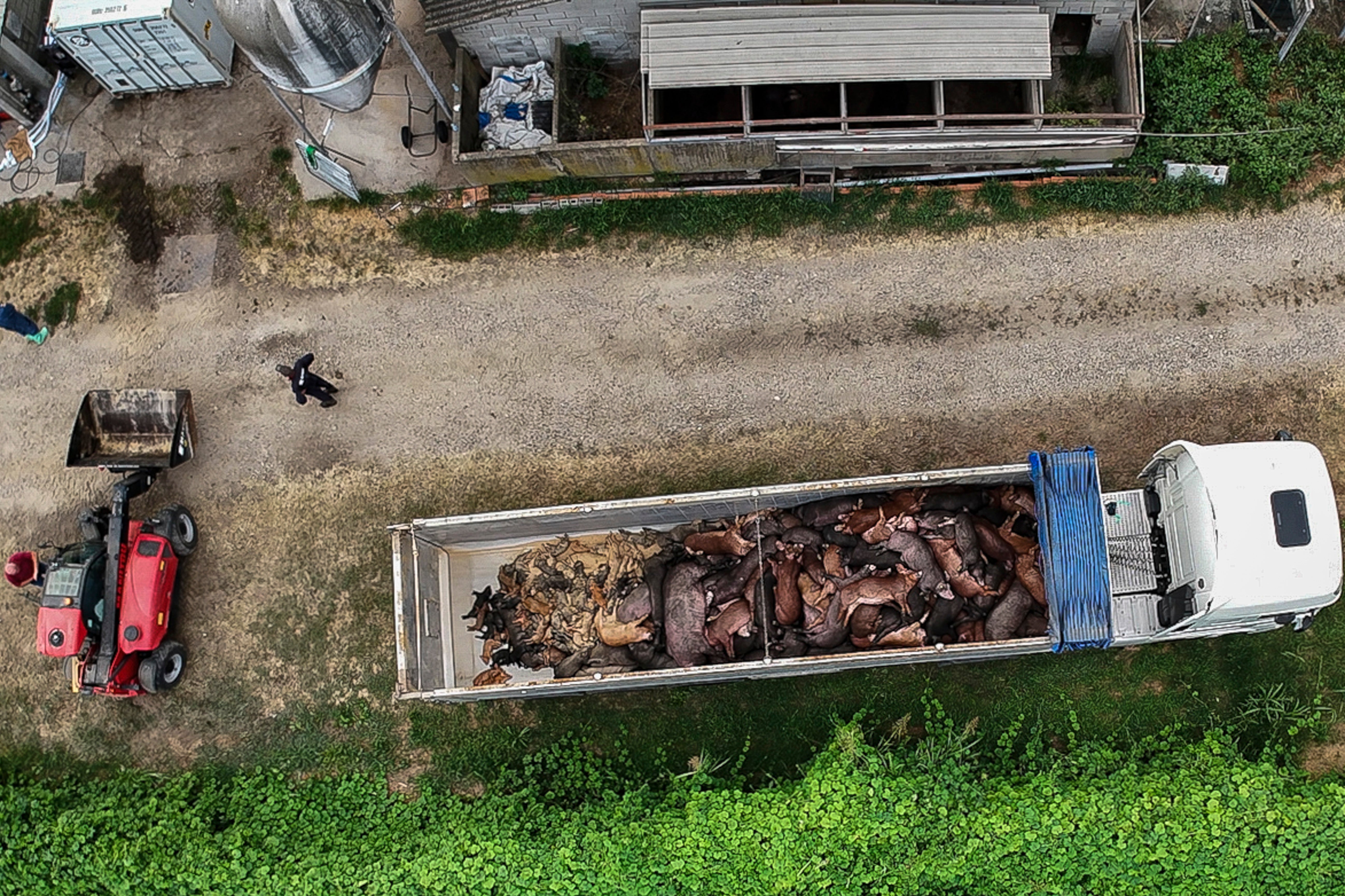 Dead pigs are loaded on a truck inside a farm near Pavia, northern Italy, Friday