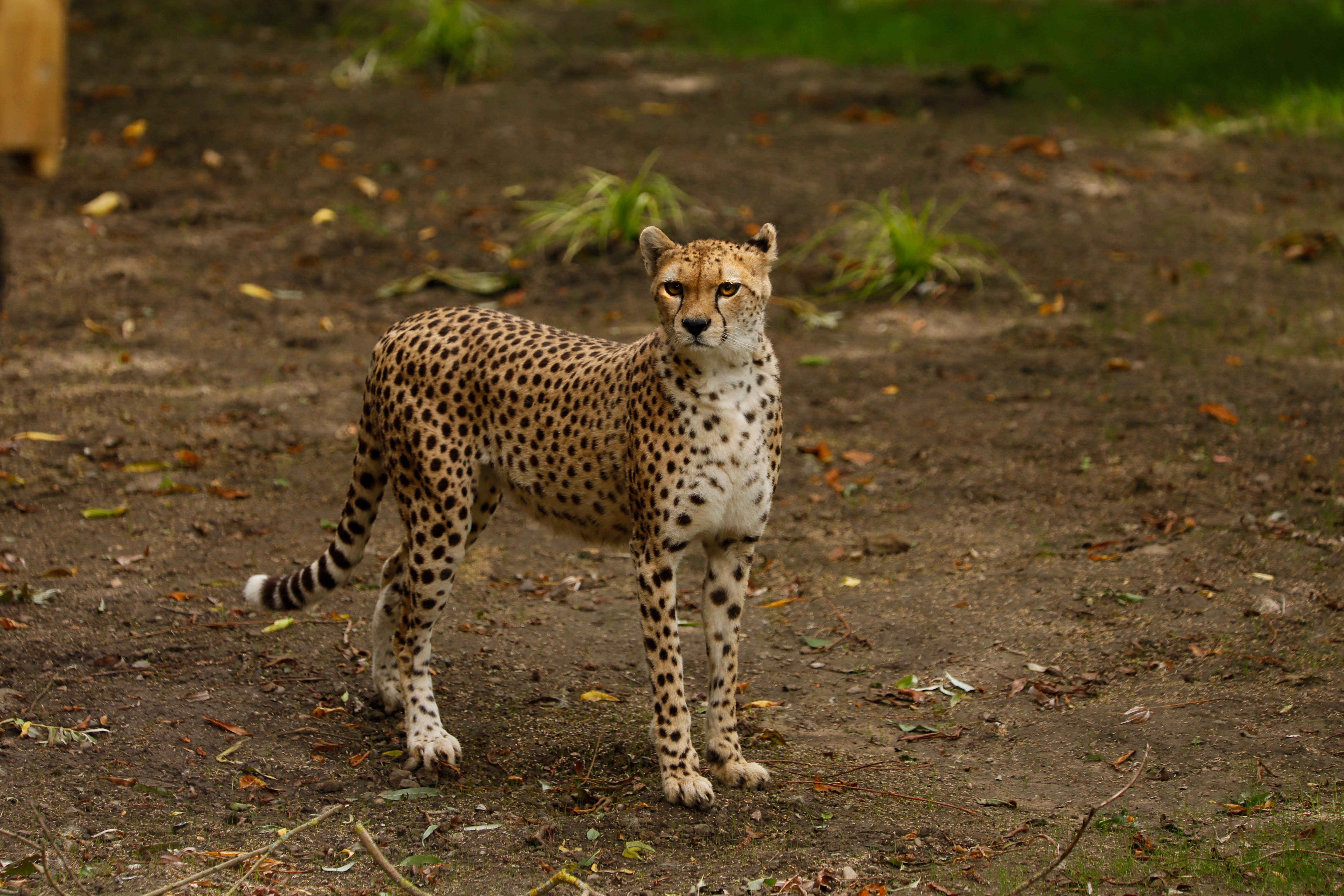 Cleo the cheetah died two months after arriving at Edinburgh Zoo (RZSS/PA)