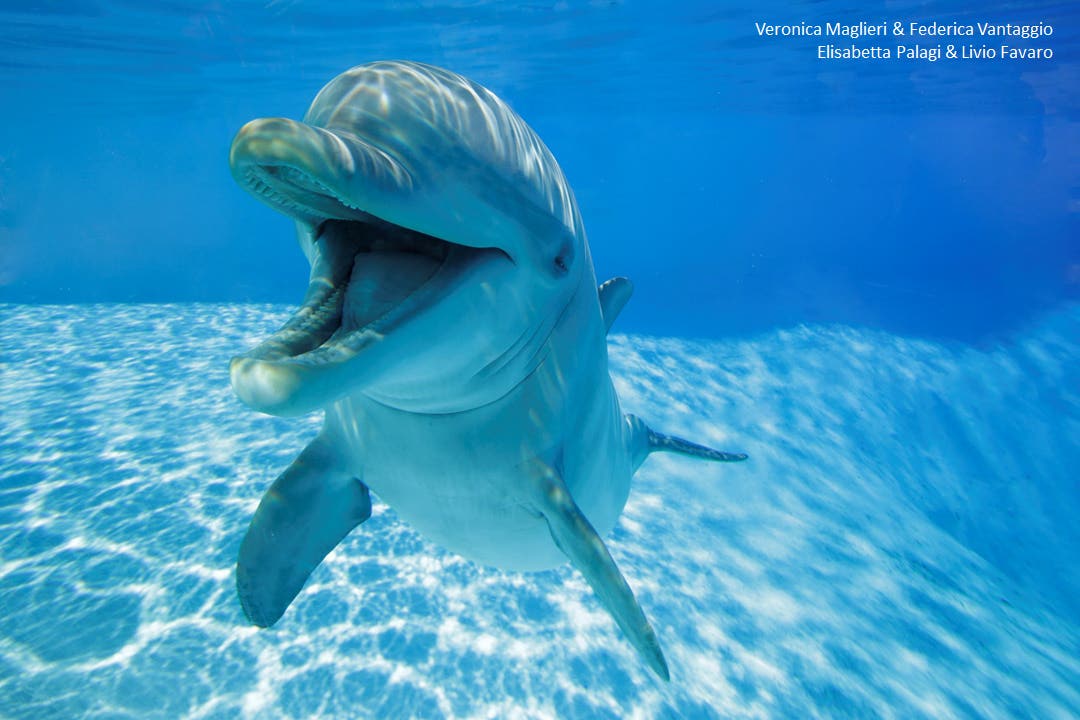 A bottlenose dolphin has been seen smiling under water (Veronica Maglieri/Federica Vantagio/Elisabetta Palagi/Livio Favaro/ZooMarine/PA)