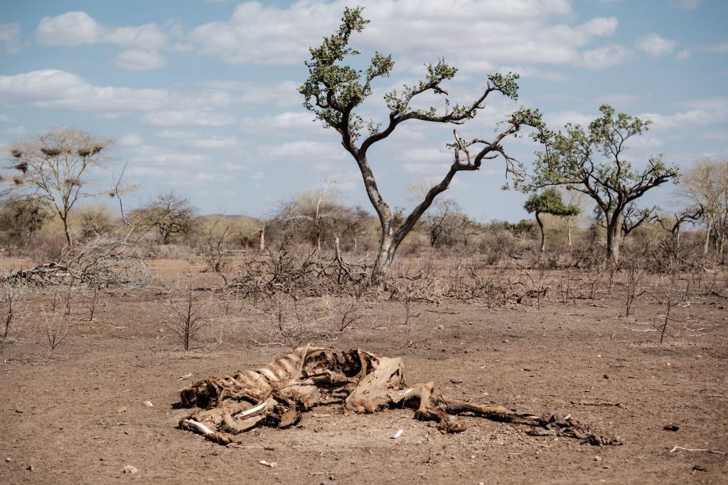 The carcass of camel is seen along a road in Dandu on September 1, 2022 amid the devastating Horn of Africa drought. Climate-driven drought is linked to greater violence against women