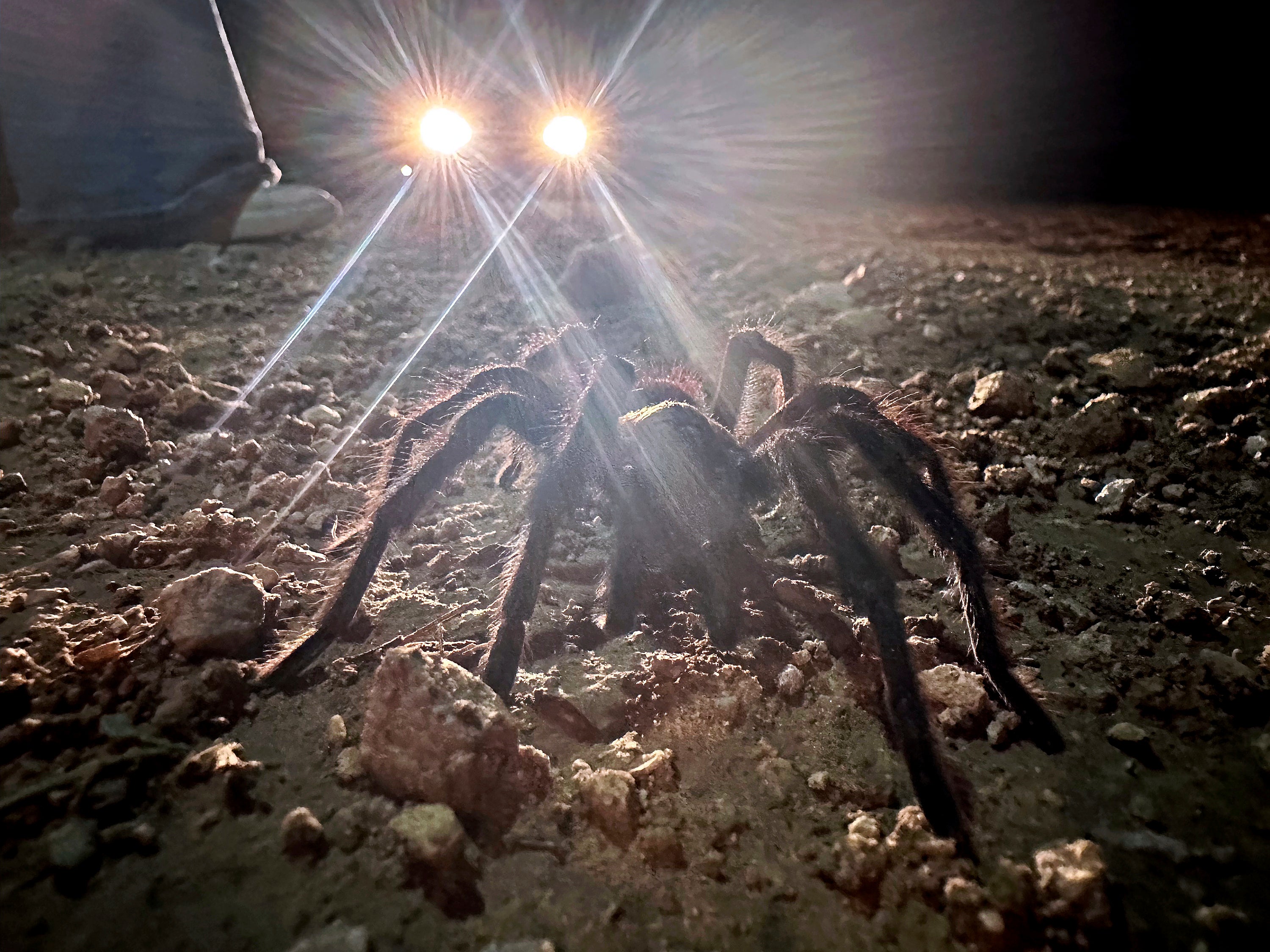 Car headlights shine on a male tarantula looking for a mate on the plains near La Junta, Colo