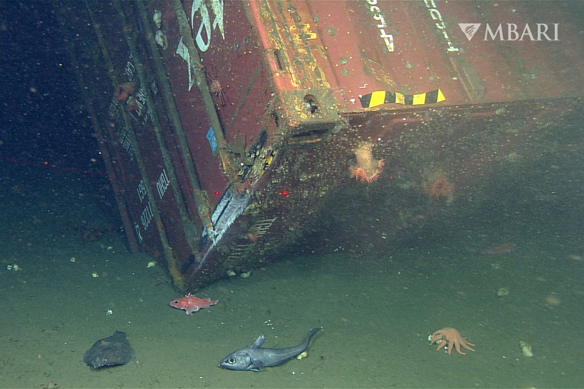 Monterey Bay Aquarium Research Institute shows fish and other sea life around a shipping container lost from the cargo vessel Med Taipei during a storm in February 2004