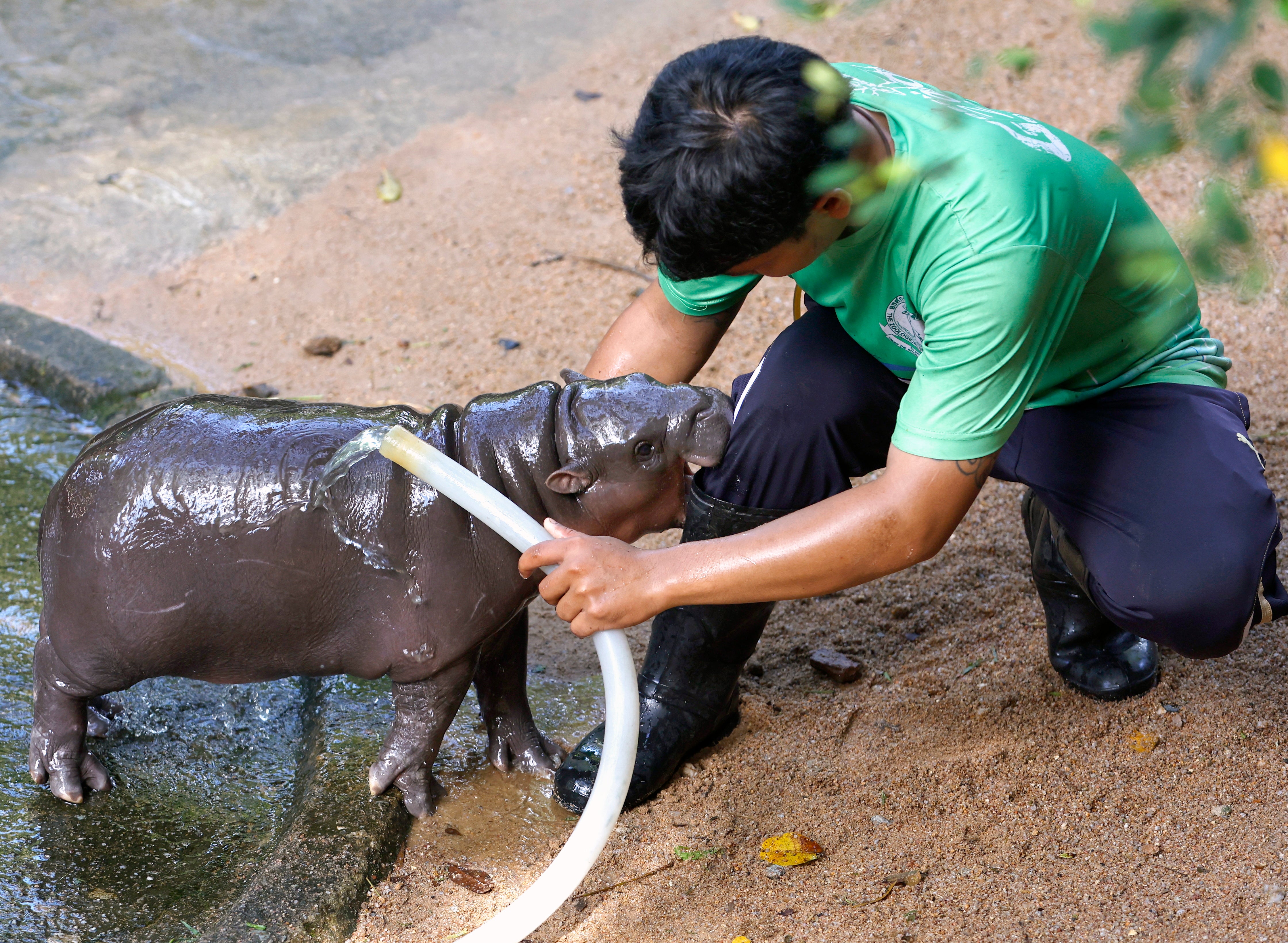 Moo Deng playfully bites her keeper during bath time