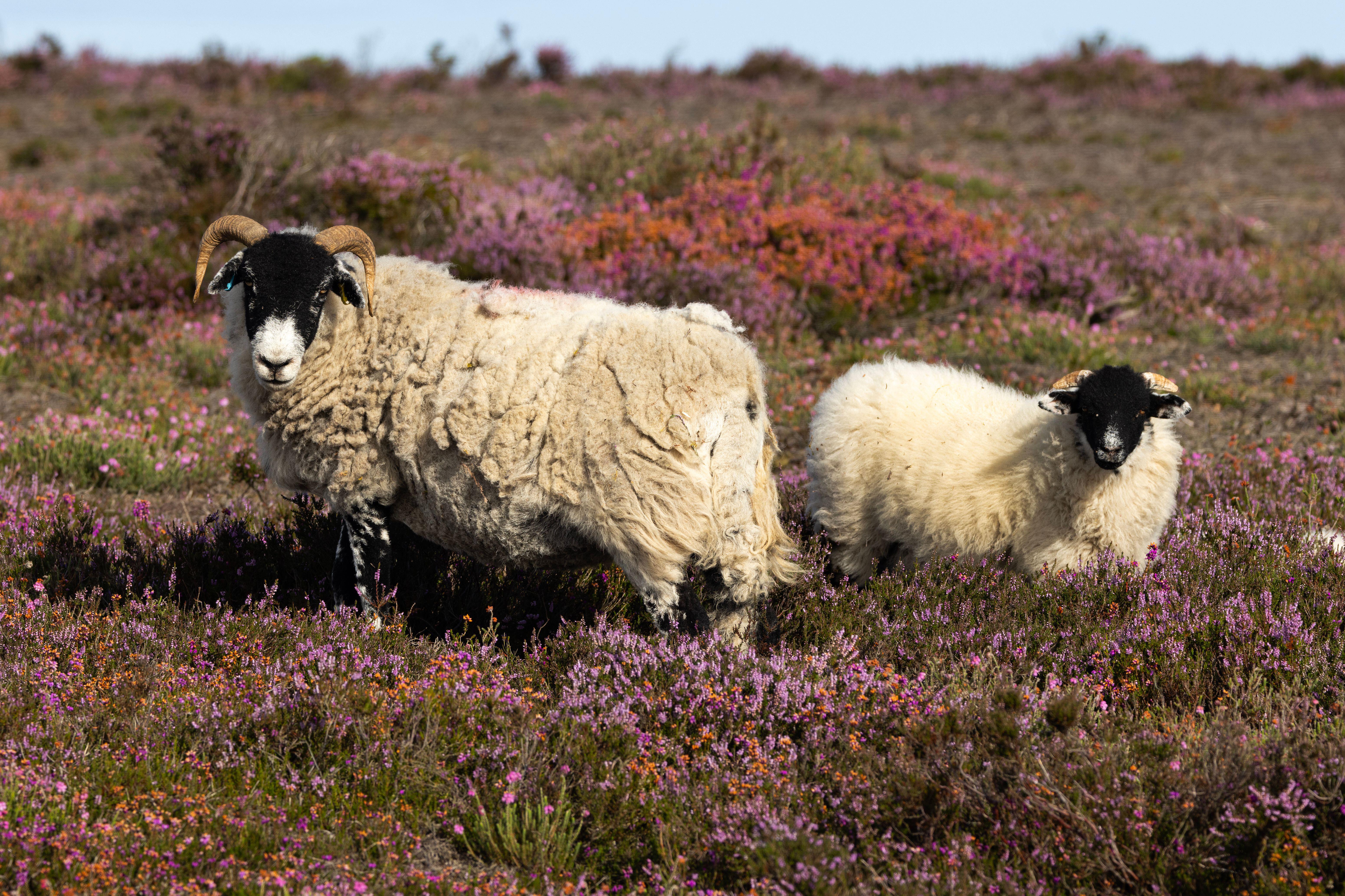 Wool is often sourced locally in Britain making it a more sustainable fabric (Alamy/PA)