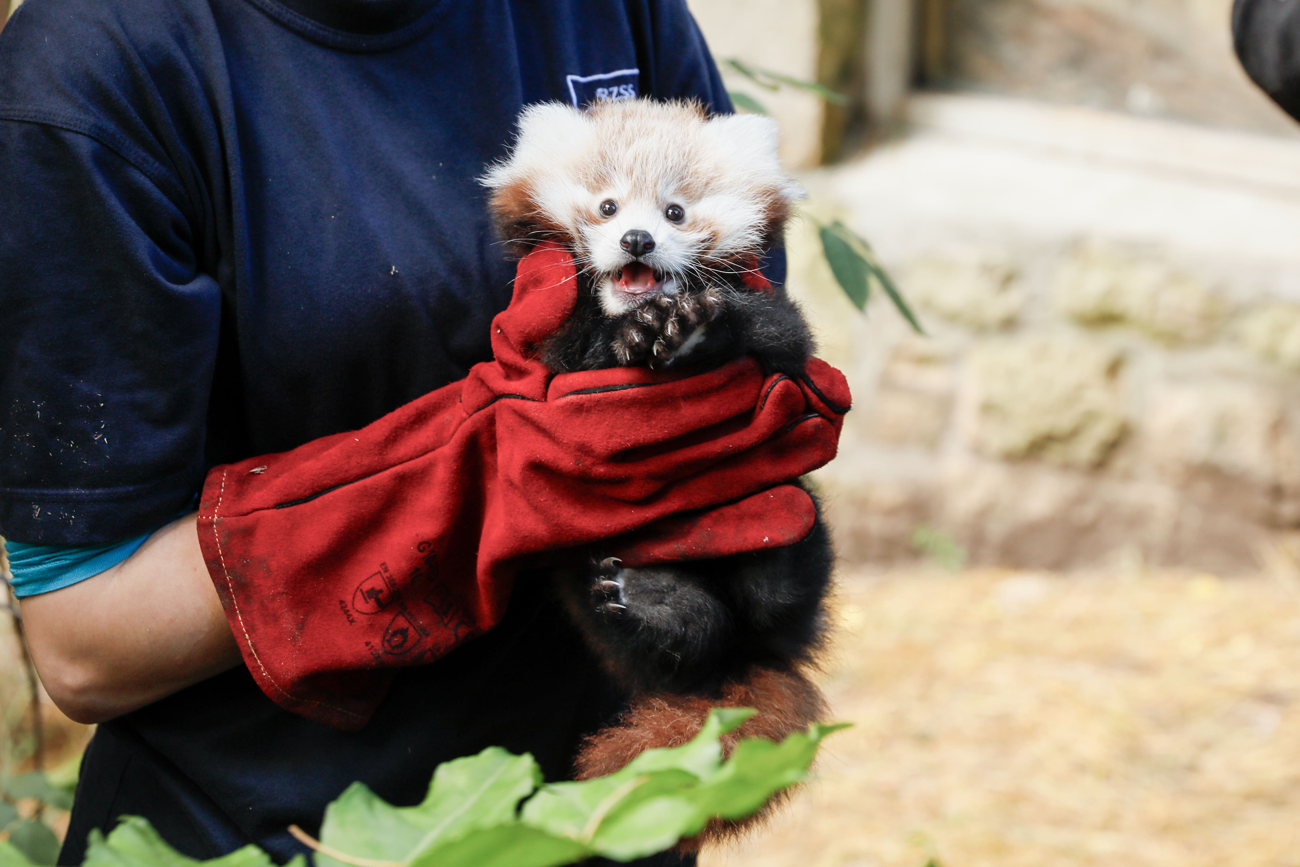 The red panda was born at Edinburgh Zoo in July (RZSS/PA)