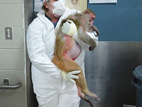 A rhesus macaque monkey infected with the Zika virus