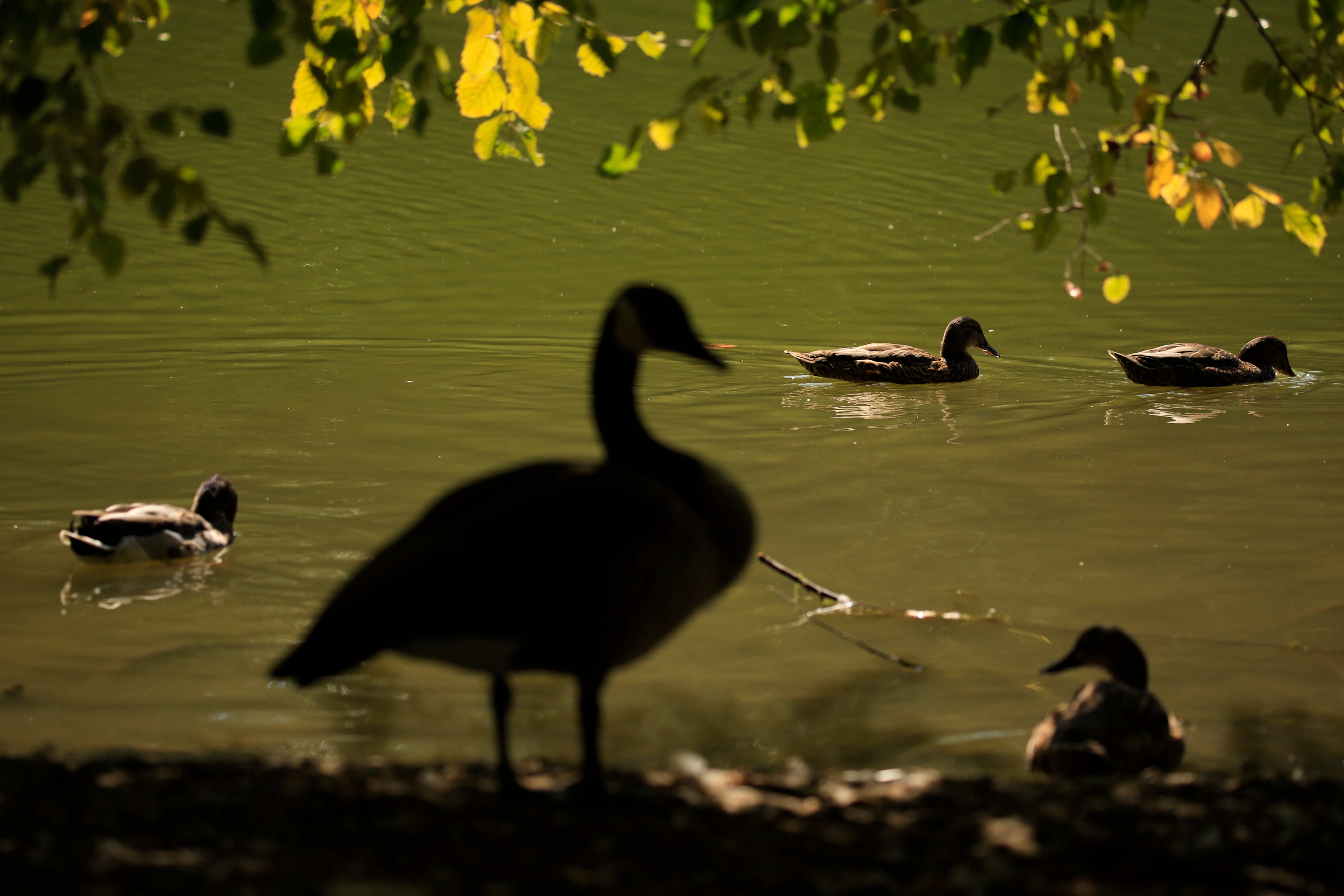 Waterfowl at Peanut Pond in Snyder Park, Springfield. The welfare of the Ohio town’s geese has become an unexpected hot button issue in the 2024 presidential election