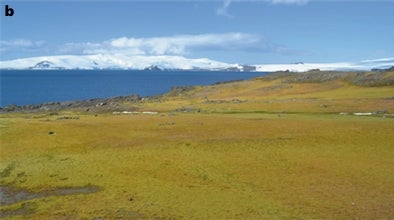 Vegetation spreading across the northern Antarctic Peninsula, part of the region’s rapid greening over the past 35 years as warmer and wetter conditions take hold.