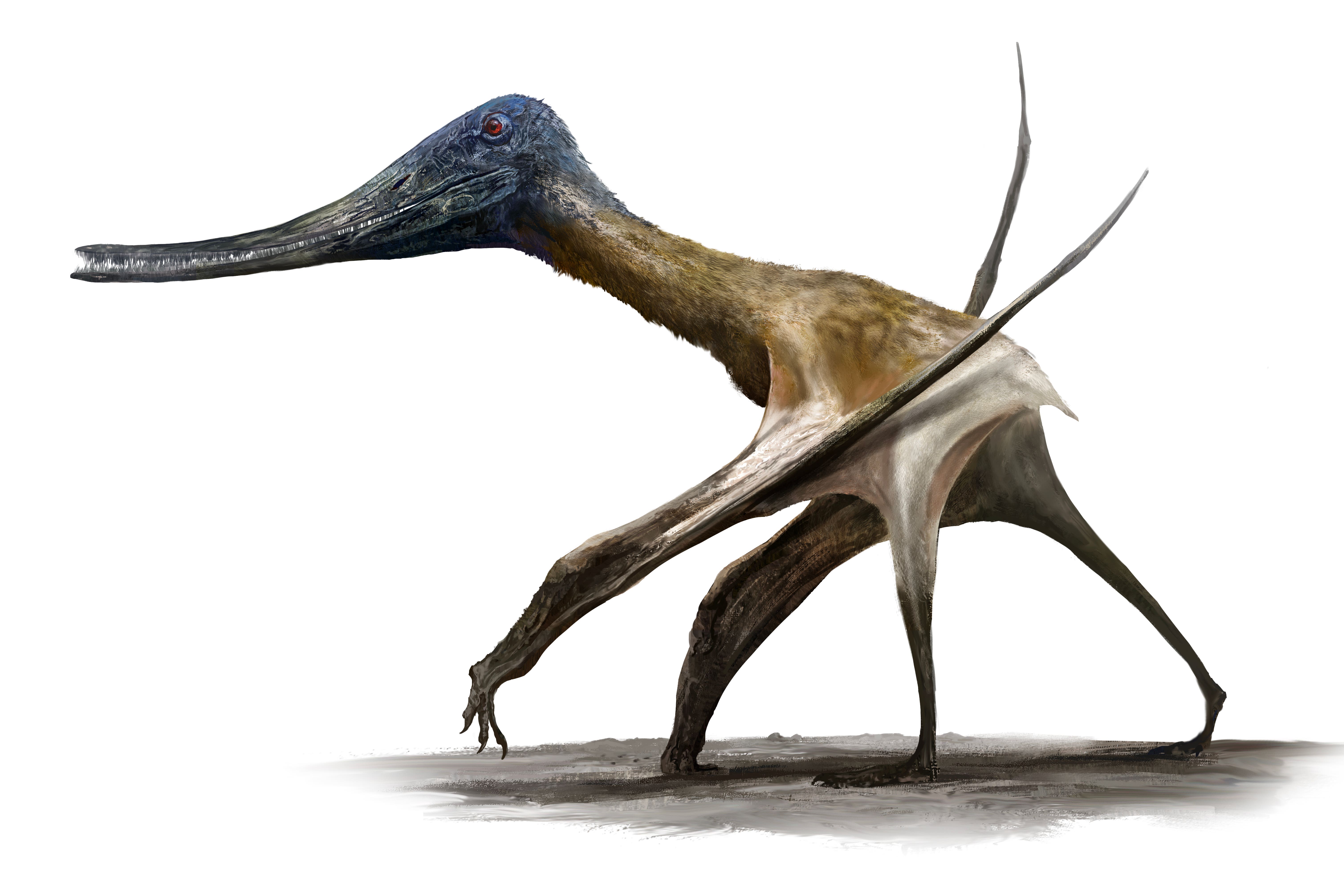 Short-tailed pterosaurs such as the balaenognathus adapted for a life on the ground (Rudolf Hima/PA)