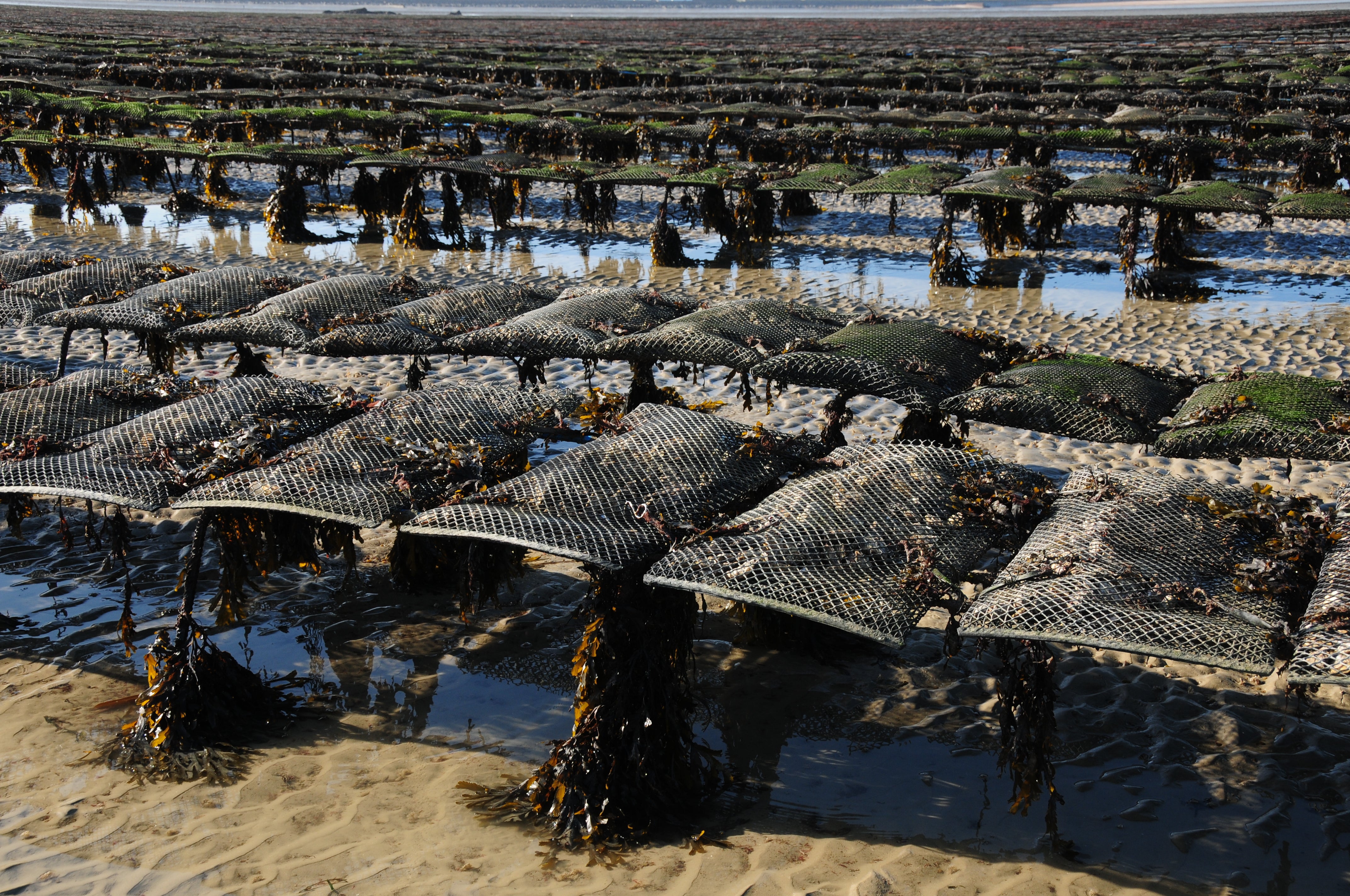 Miles of oyster seed racks are seen at low tide. Some oysters are dying from Sudden Unusual Mortality Syndrome and others aren’t, leaving scientists puzzled.